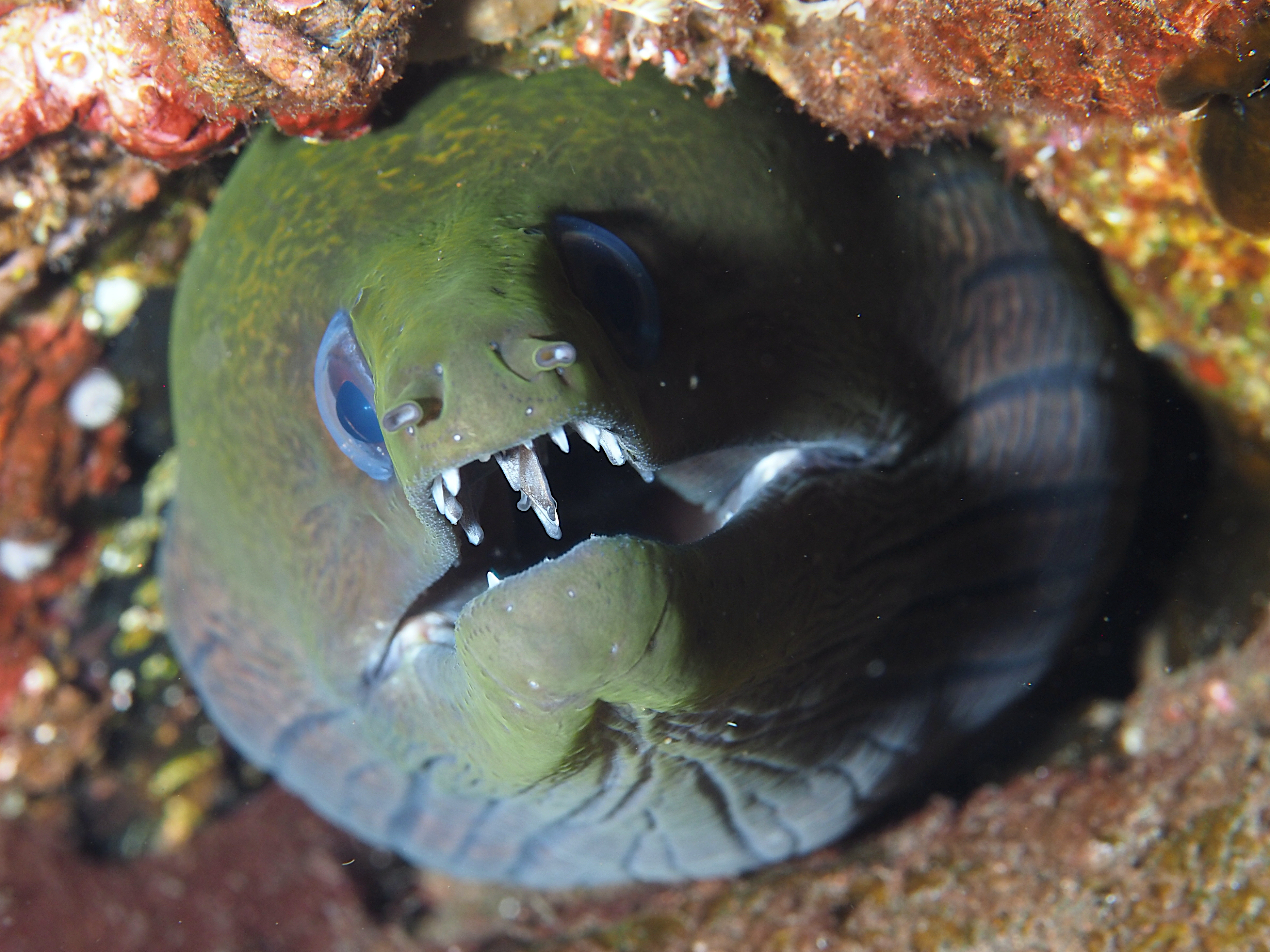 Undulated Moray Eel - Gymnothorax undulatus
