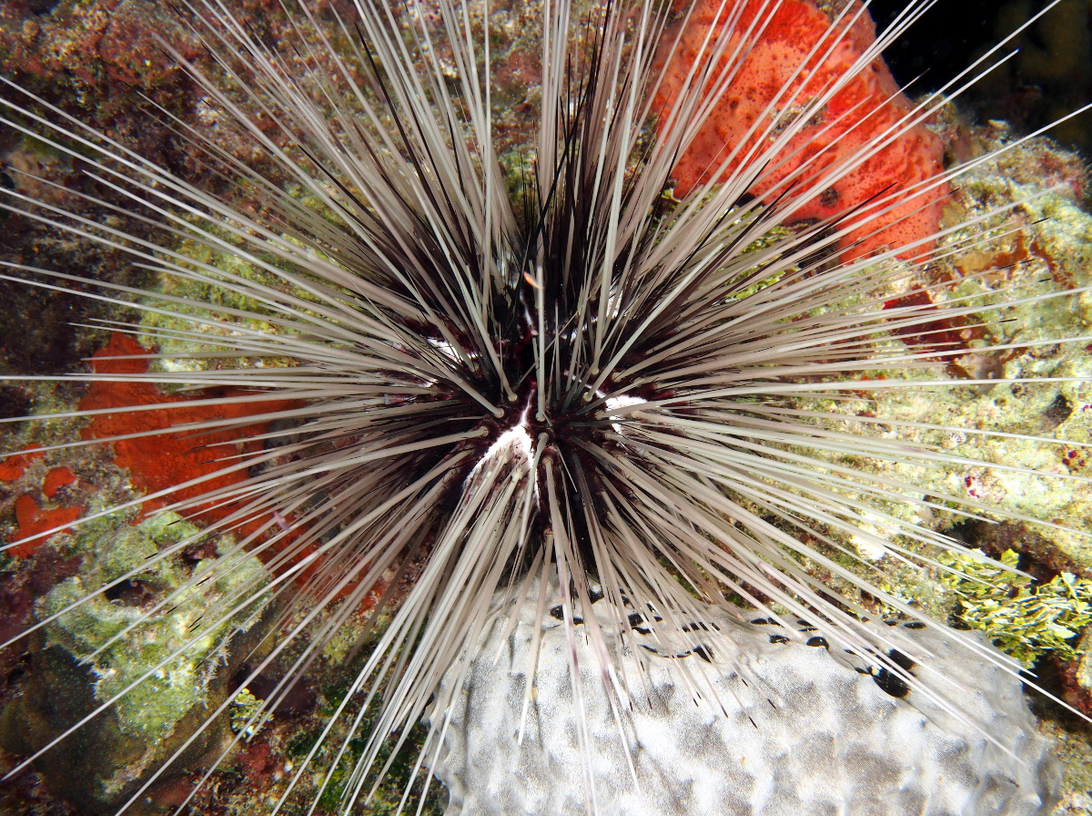 Long-Spined Urchin - Diadema antillarum