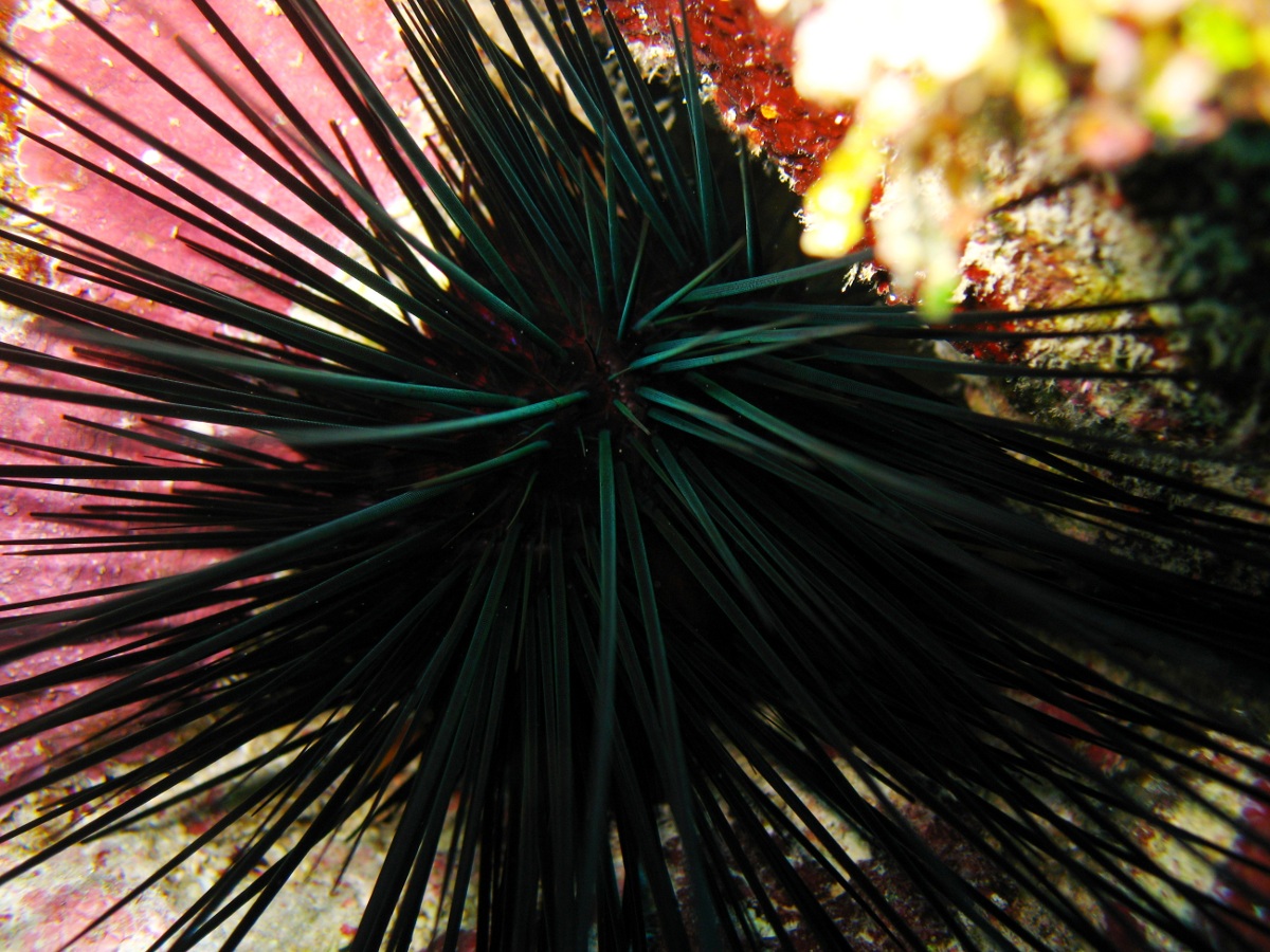 Long-Spined Urchin - Diadema antillarum