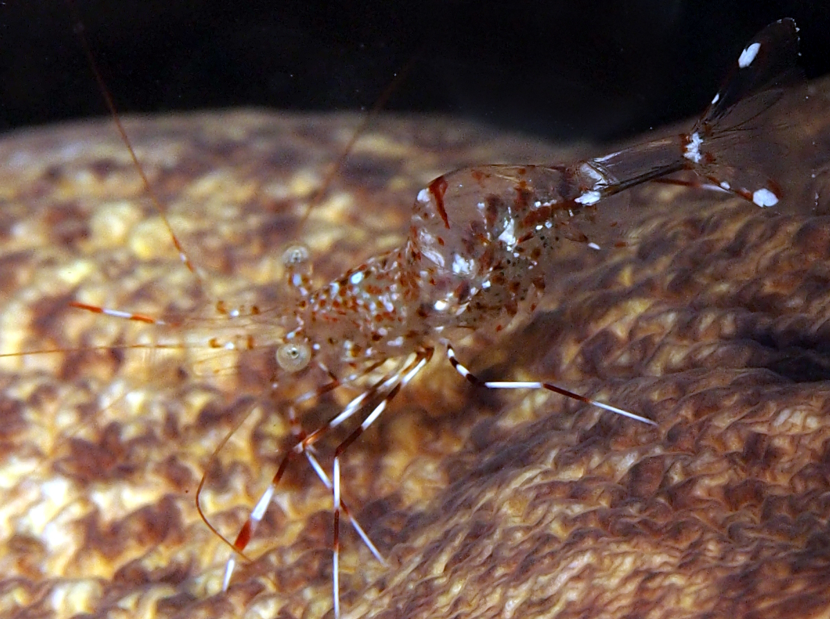 Clear Cleaner Shrimp - Urocaridella antonbruunii