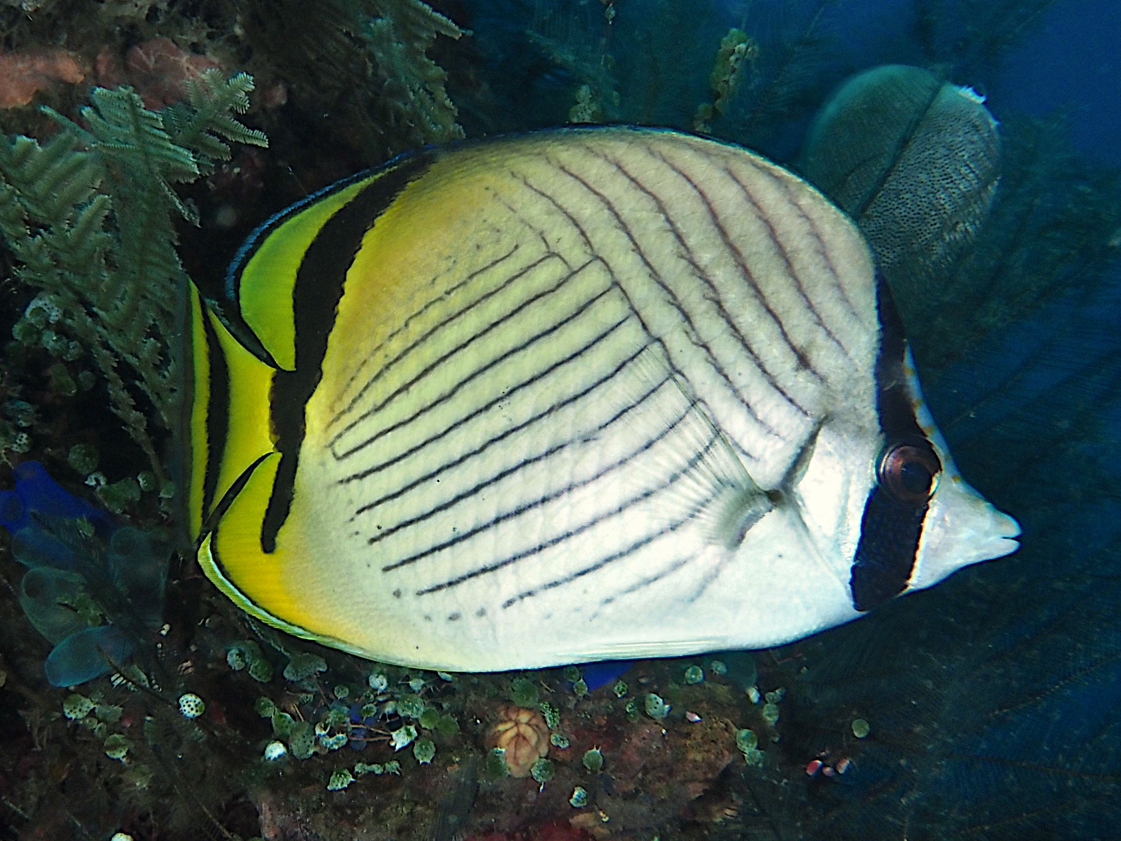 Vagabond Butterflyfish - Chaetodon vagabundus