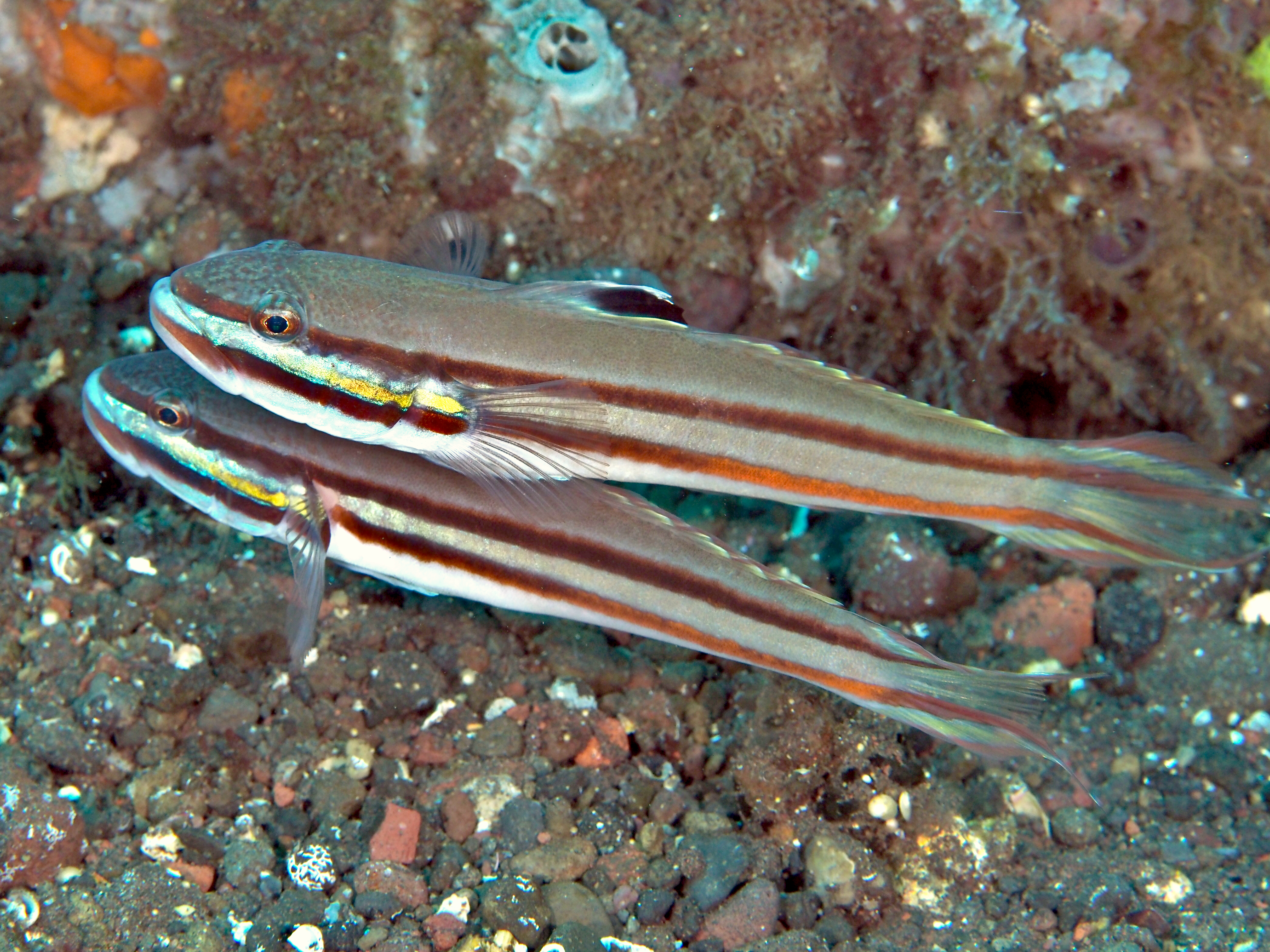 Twostripe Goby - Valenciennea helsdingenii