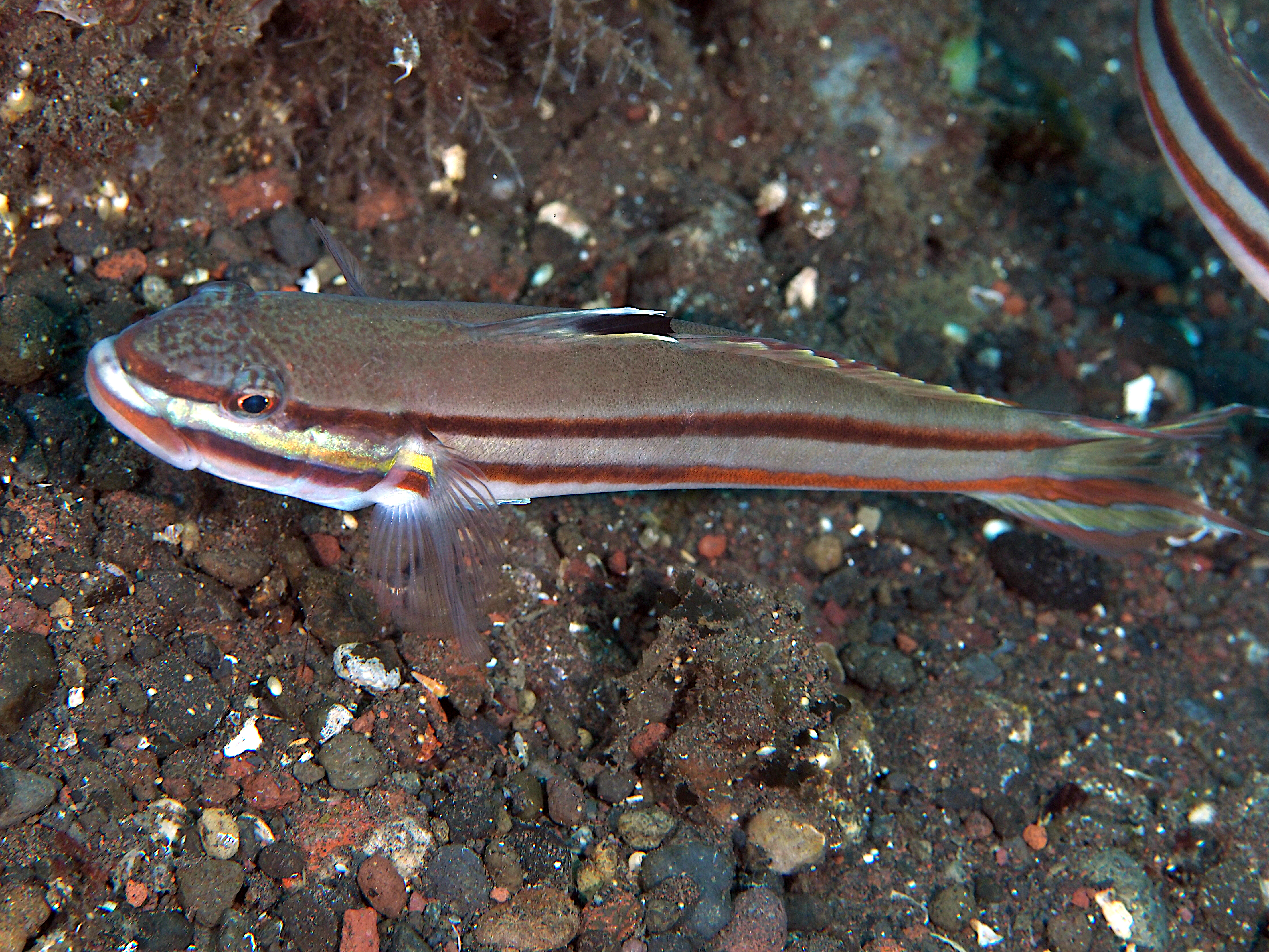 Twostripe Goby - Valenciennea helsdingenii