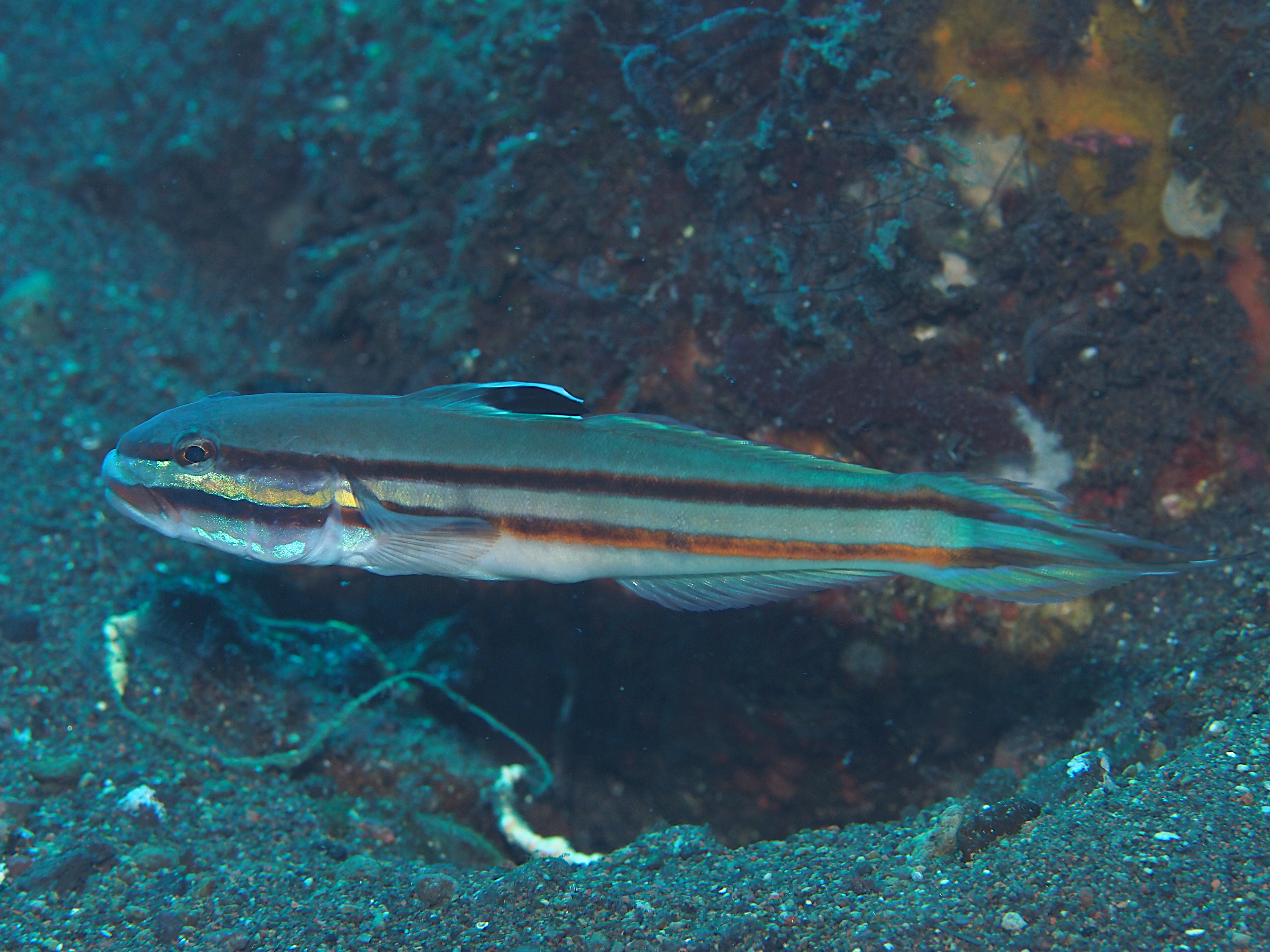 Twostripe Goby - Valenciennea helsdingenii