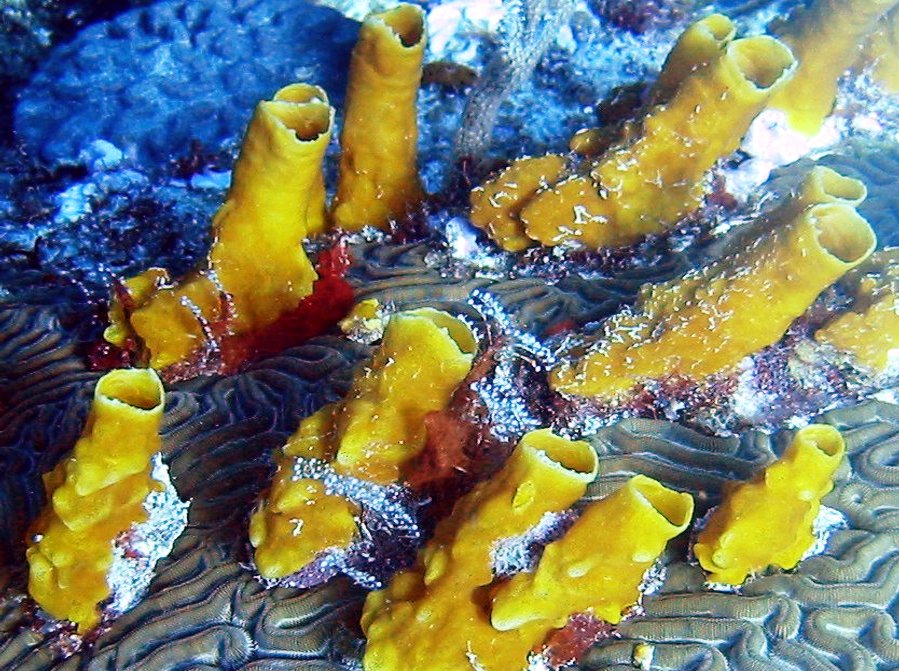Variable Boring Sponge - Siphonodictyon coralliphagum