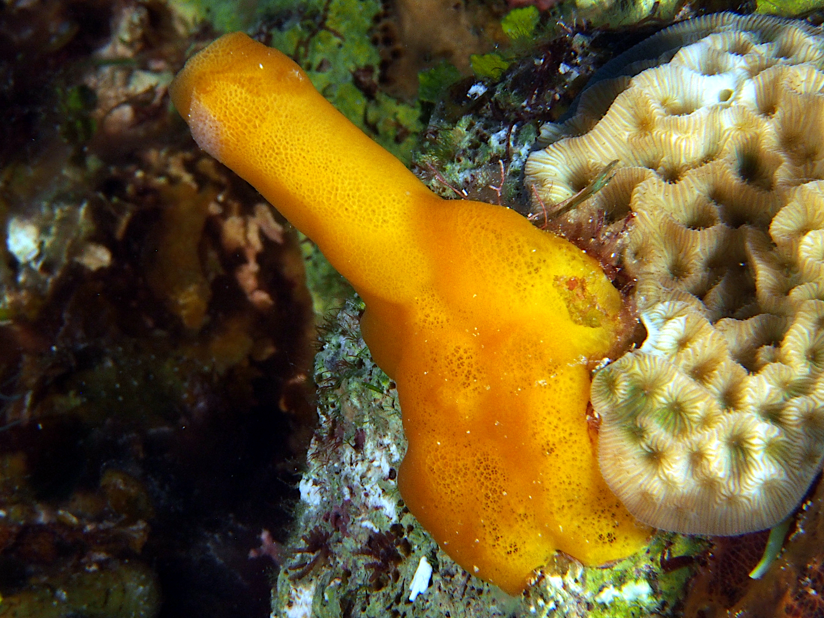 Variable Boring Sponge - Siphonodictyon coralliphagum