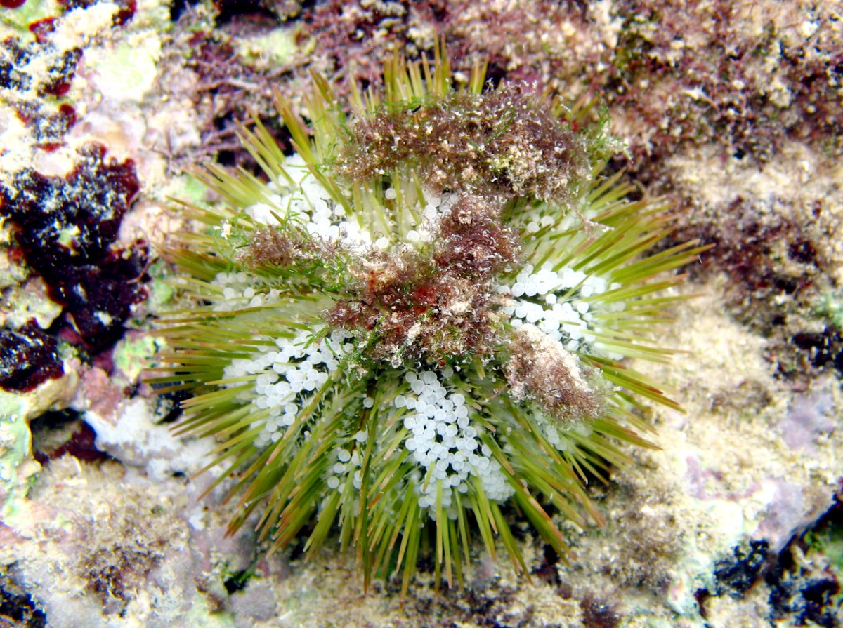 Variegated Urchin - Lytechinus variegatus