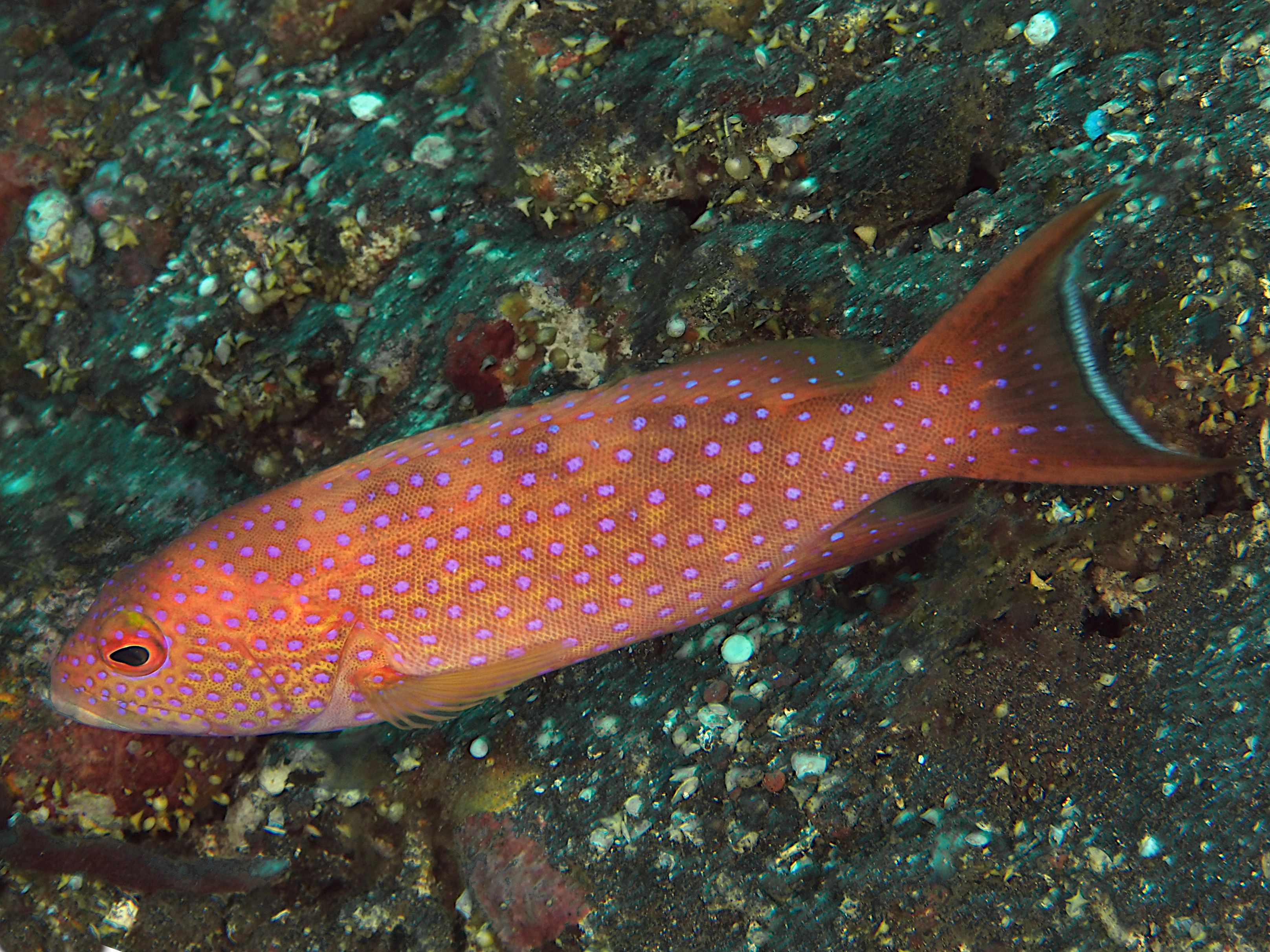 White-Edged Lyretail - Variola albimarginata