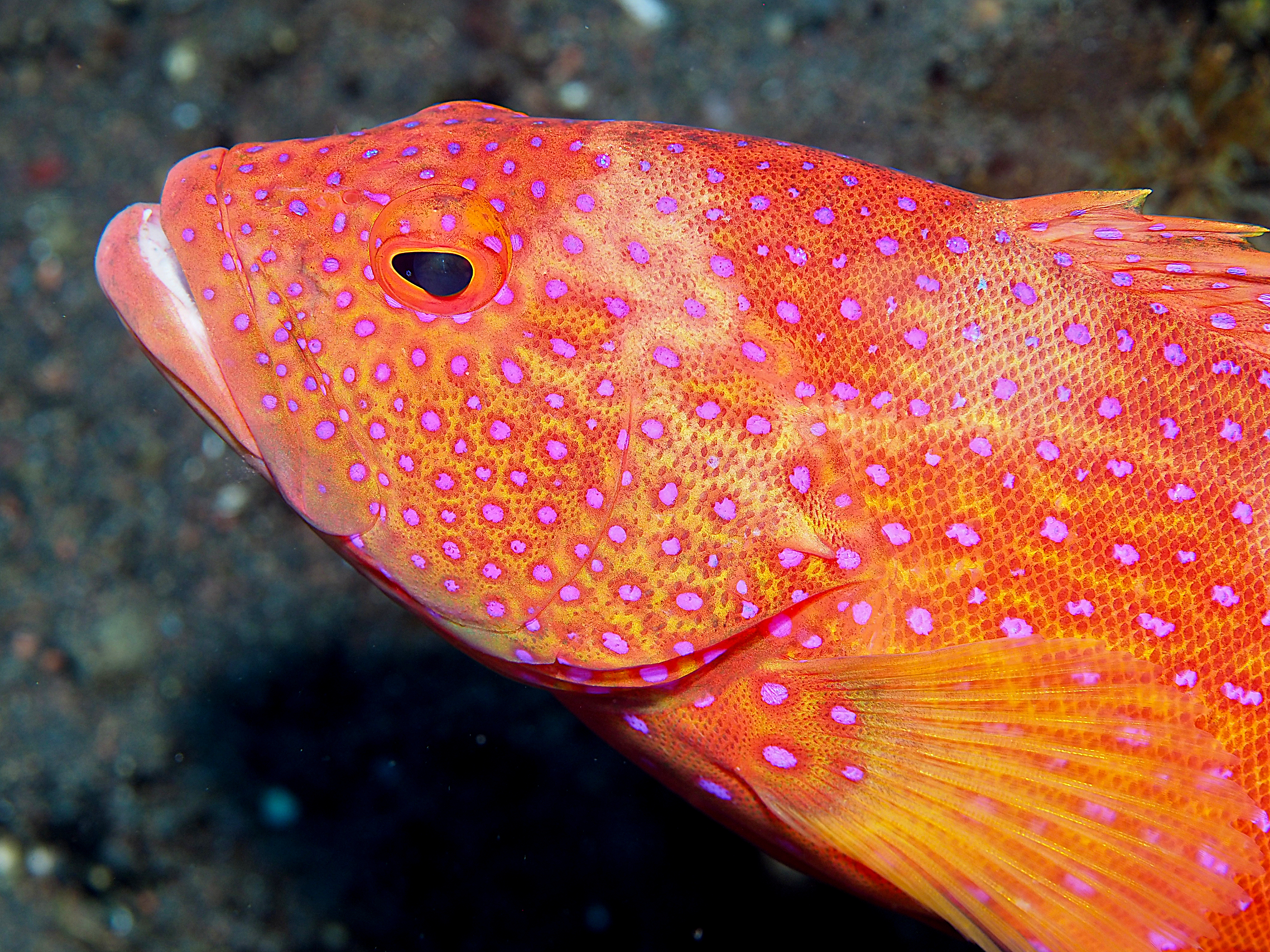 White-Edged Lyretail - Variola albimarginata
