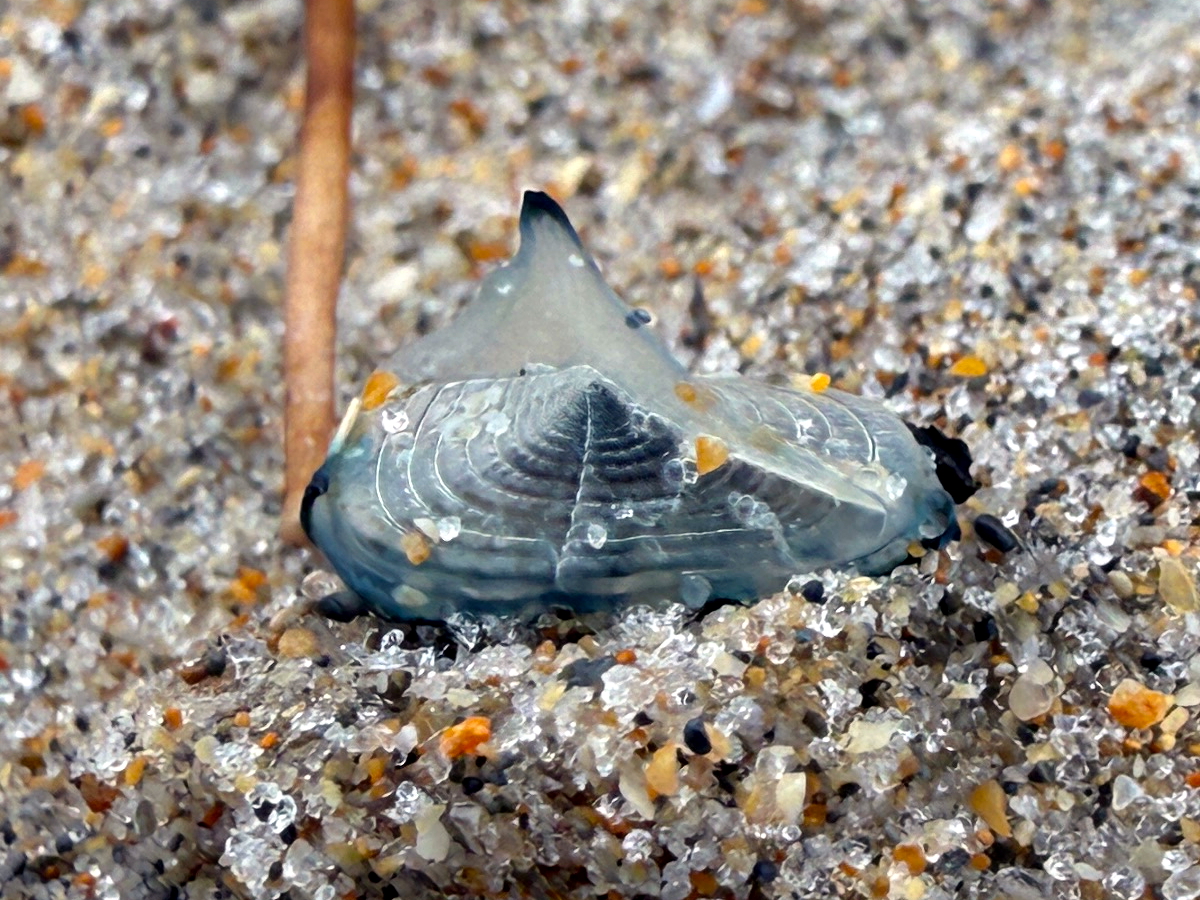 By-the-Wind Sailor - Velella velella - Palm Beach, Florida