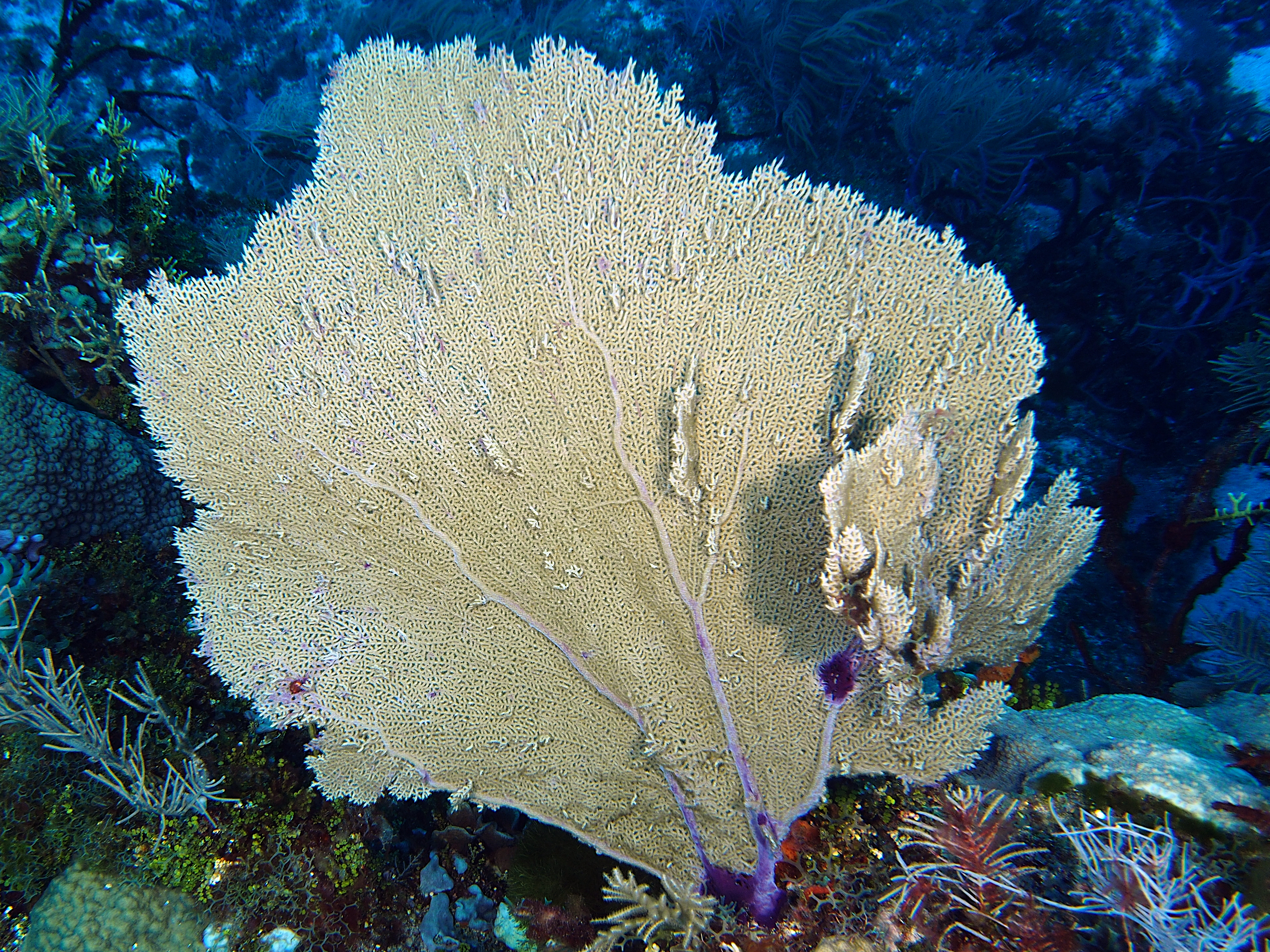 Venus Sea Fan - Gorgonia flabellum