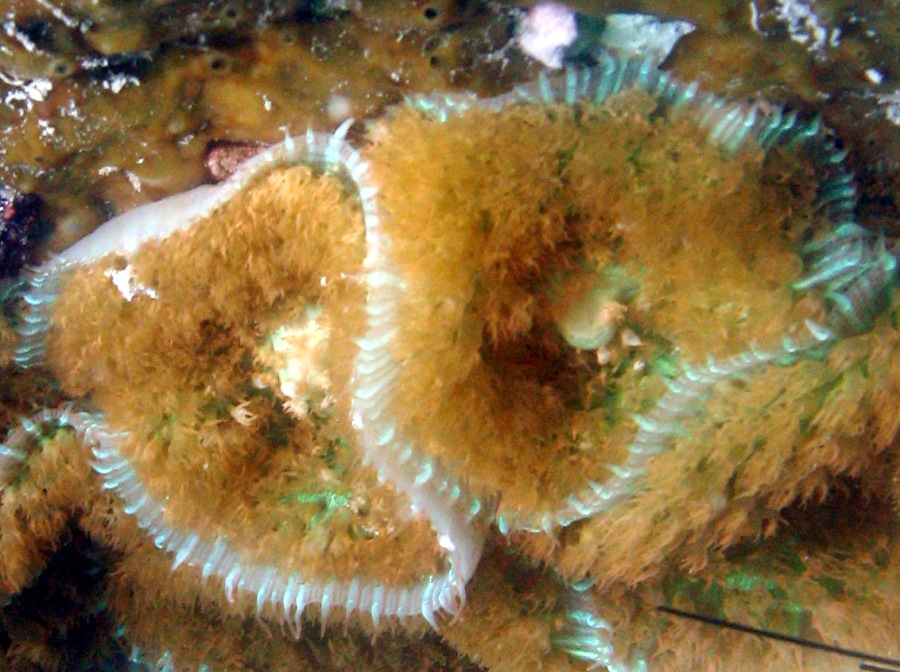 Warty Corallimorph - Rhodactis osculifera