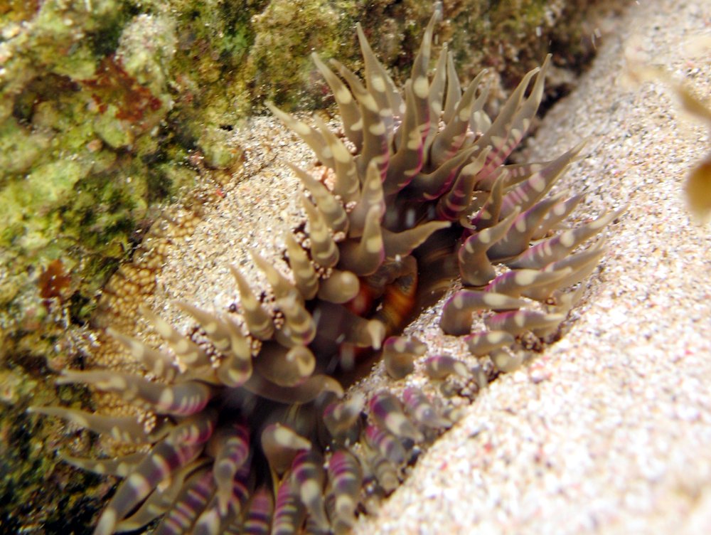 Warty Sea Anemone - Bunodosoma cavernata