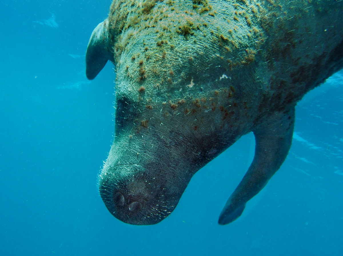 West Indian Manatee - Trichechus manatus