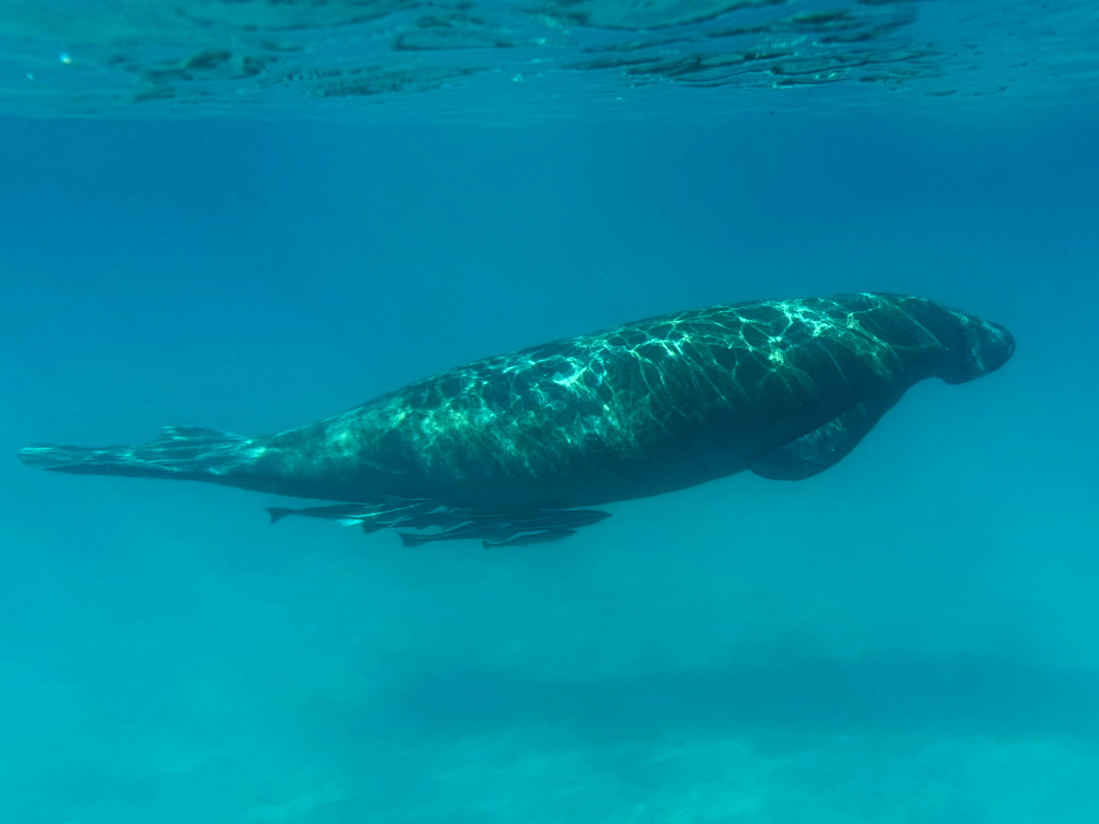 West Indian Manatee - Trichechus manatus
