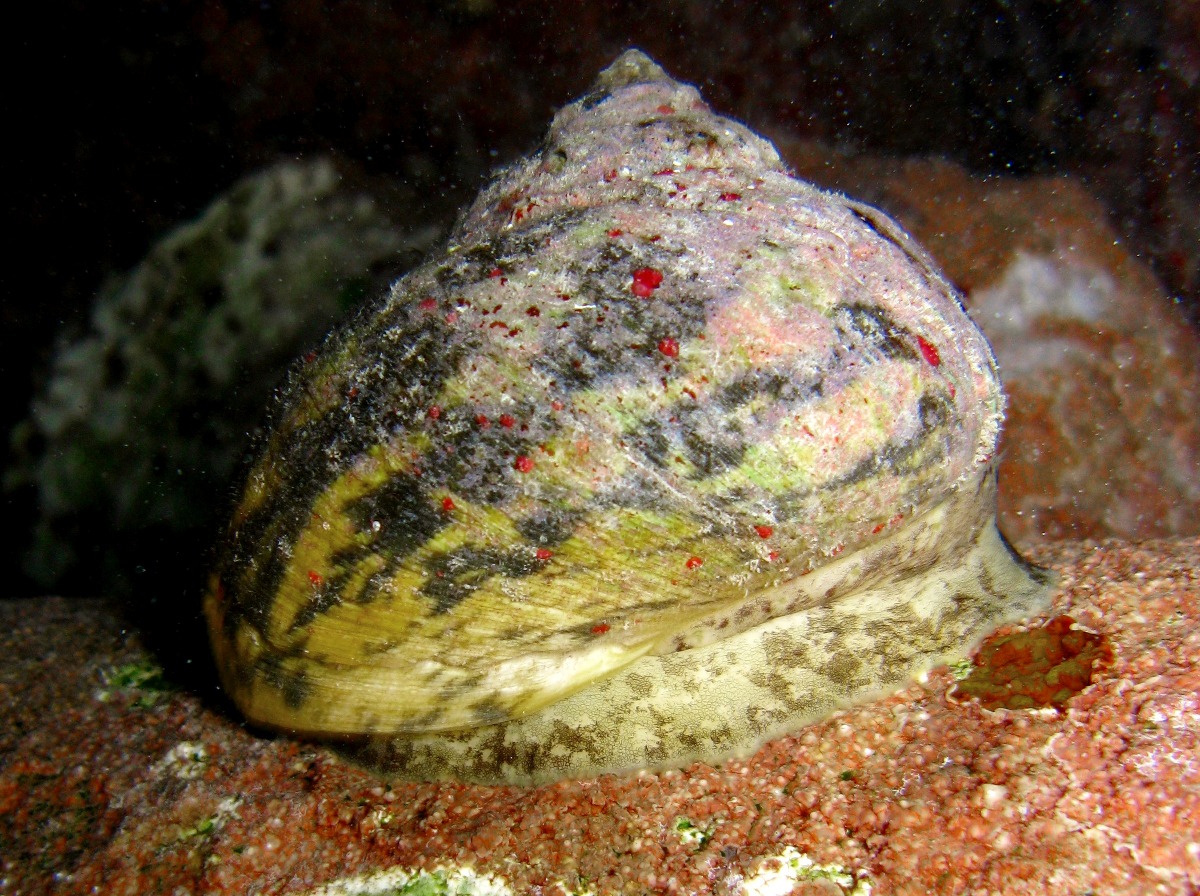 West Indian Top Snail - Cittarium pica - Belize