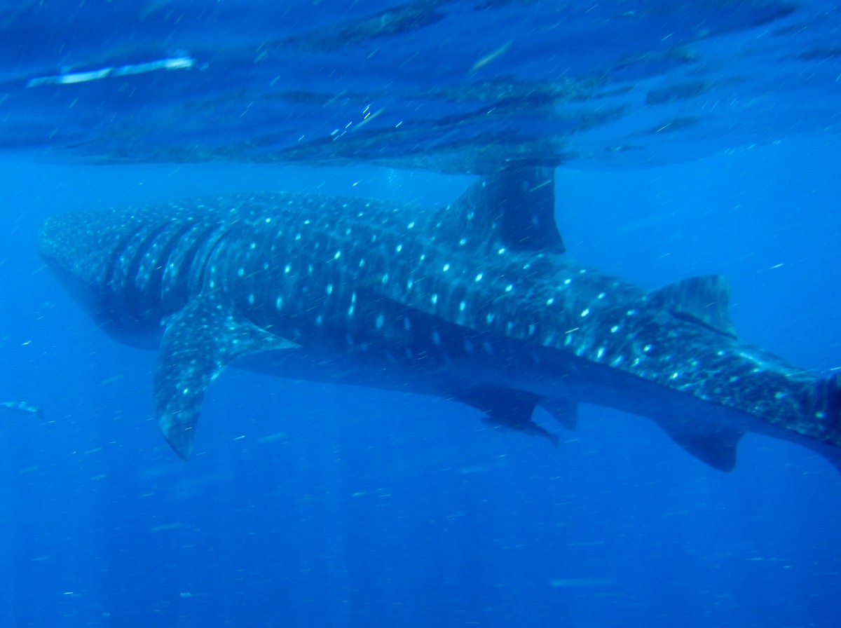 Whale Shark - Rhincodon typus - Isla Holbox, Mexico