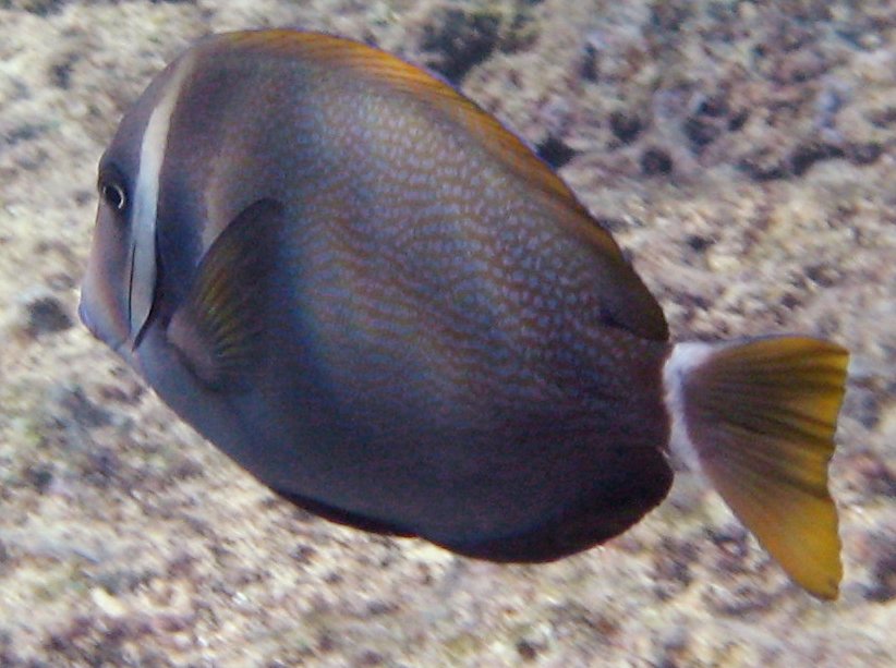 Whitebar Surgeonfish - Acanthurus leucopareius - Maui, Hawaii