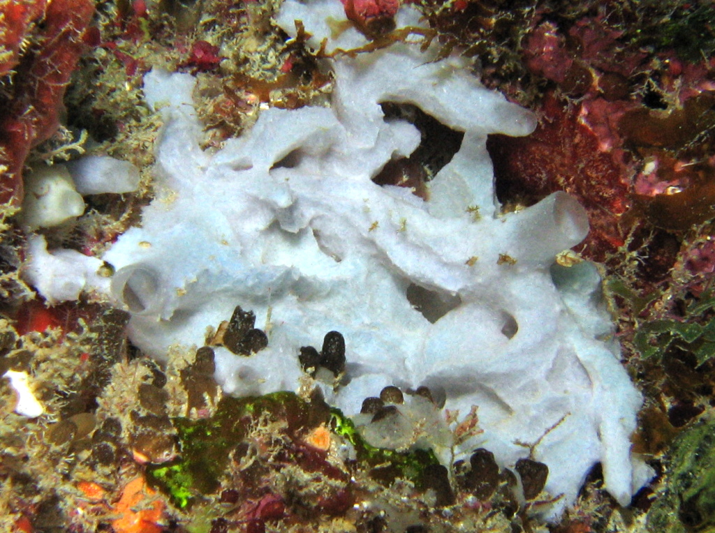 White Cryptic Sponge - Leucandra aspera