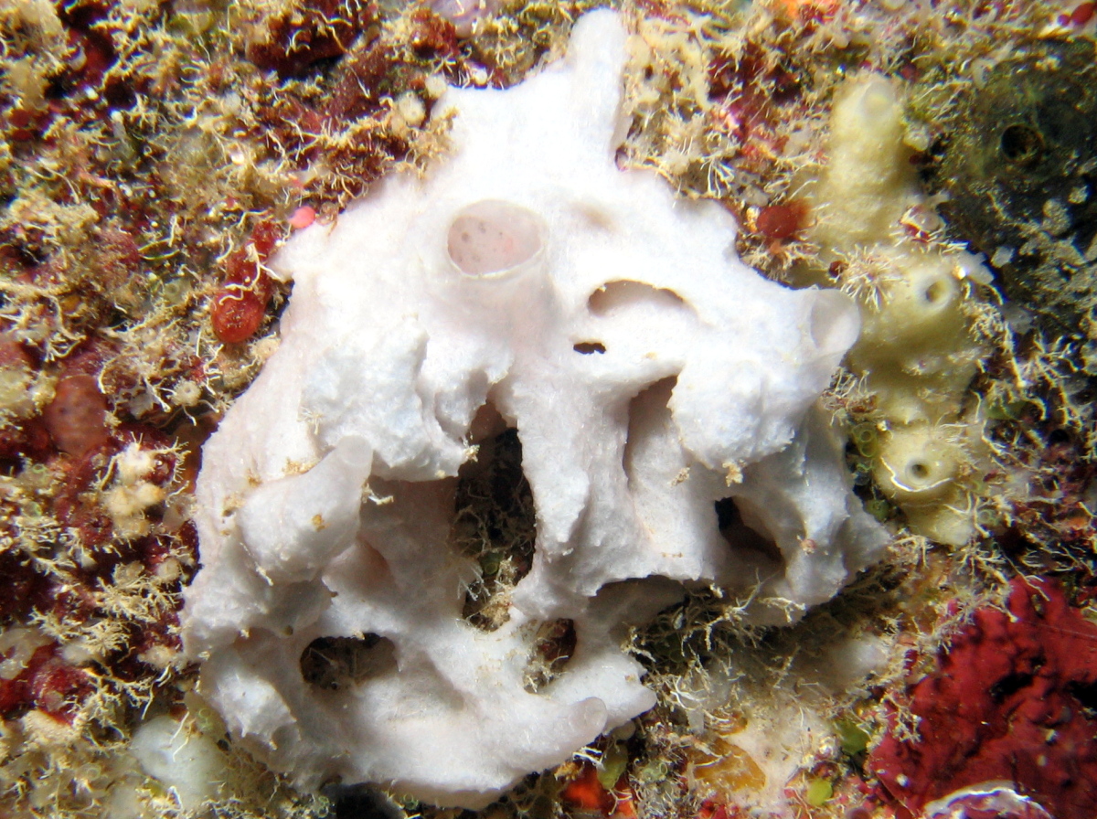 White Cryptic Sponge - Leucandra aspera