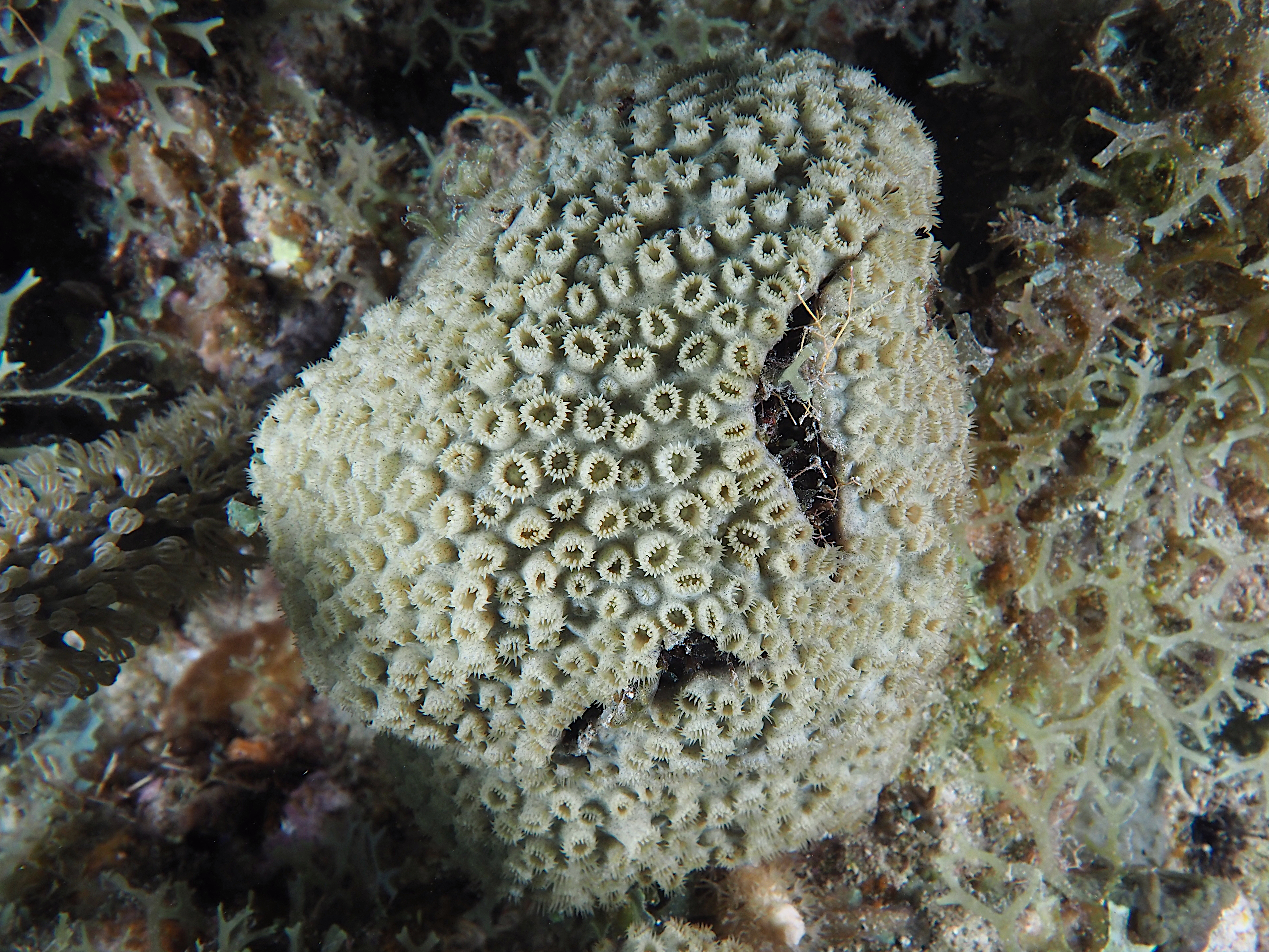 White Encrusting Zoanthid - Palythoa caribaeorum
