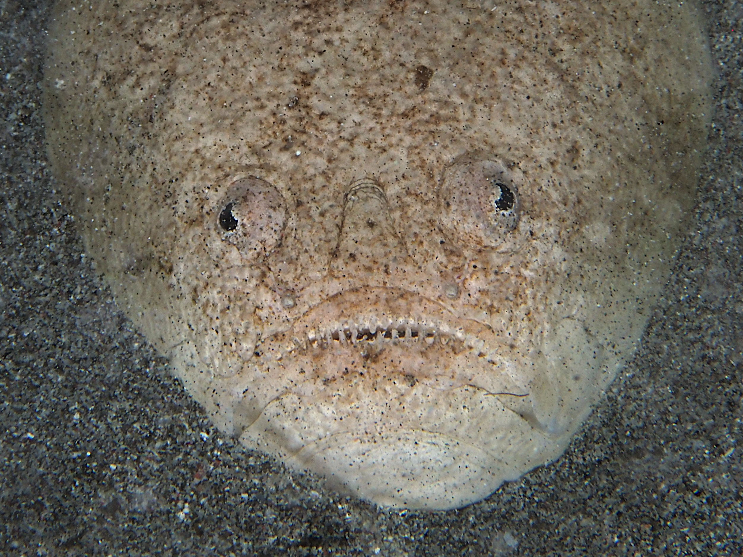 Whitemargin Stargazer - Uranoscopus sulphureus