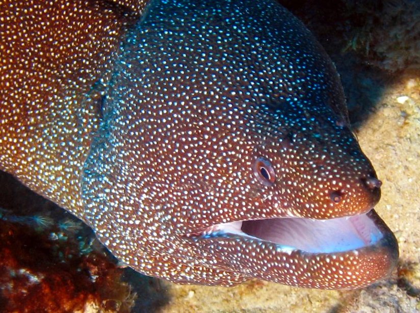 Whitemouth Moray Eel - Gymnothorax meleagris