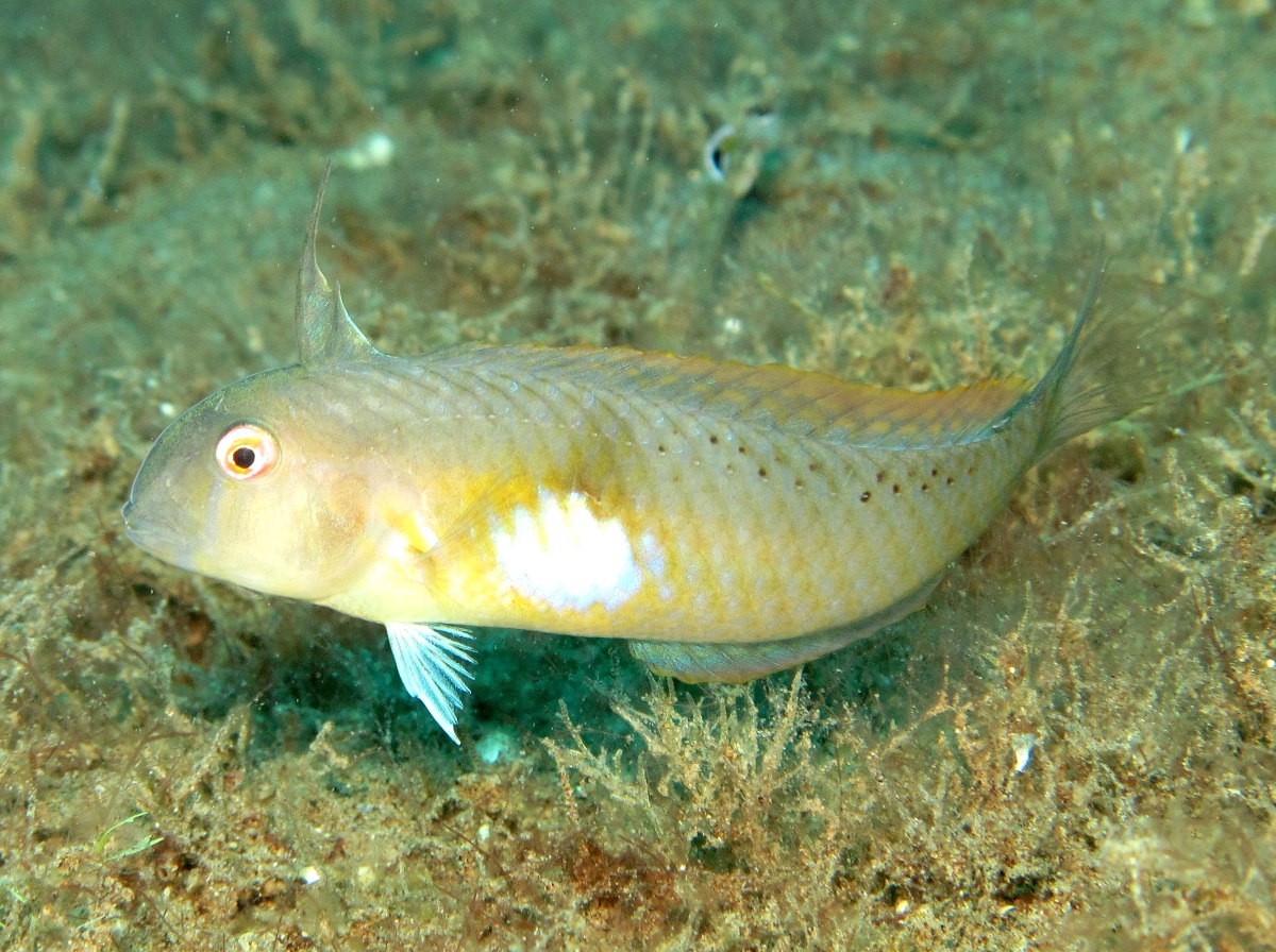 Whitepatch Razorfish - Iniistius aneitensis