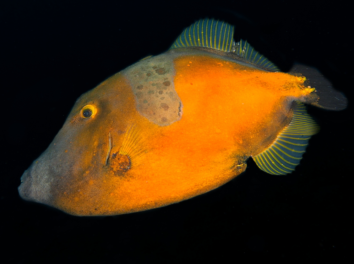 Whitespotted Filefish - Cantherhines macrocerus