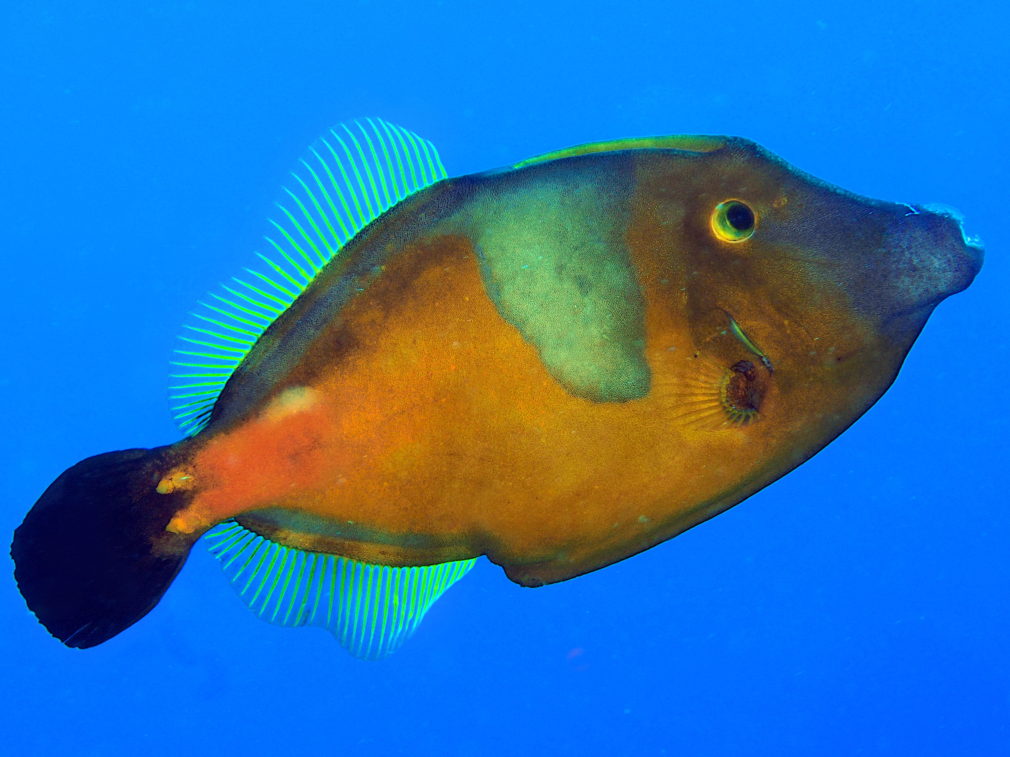 Whitespotted Filefish - Cantherhines macrocerus