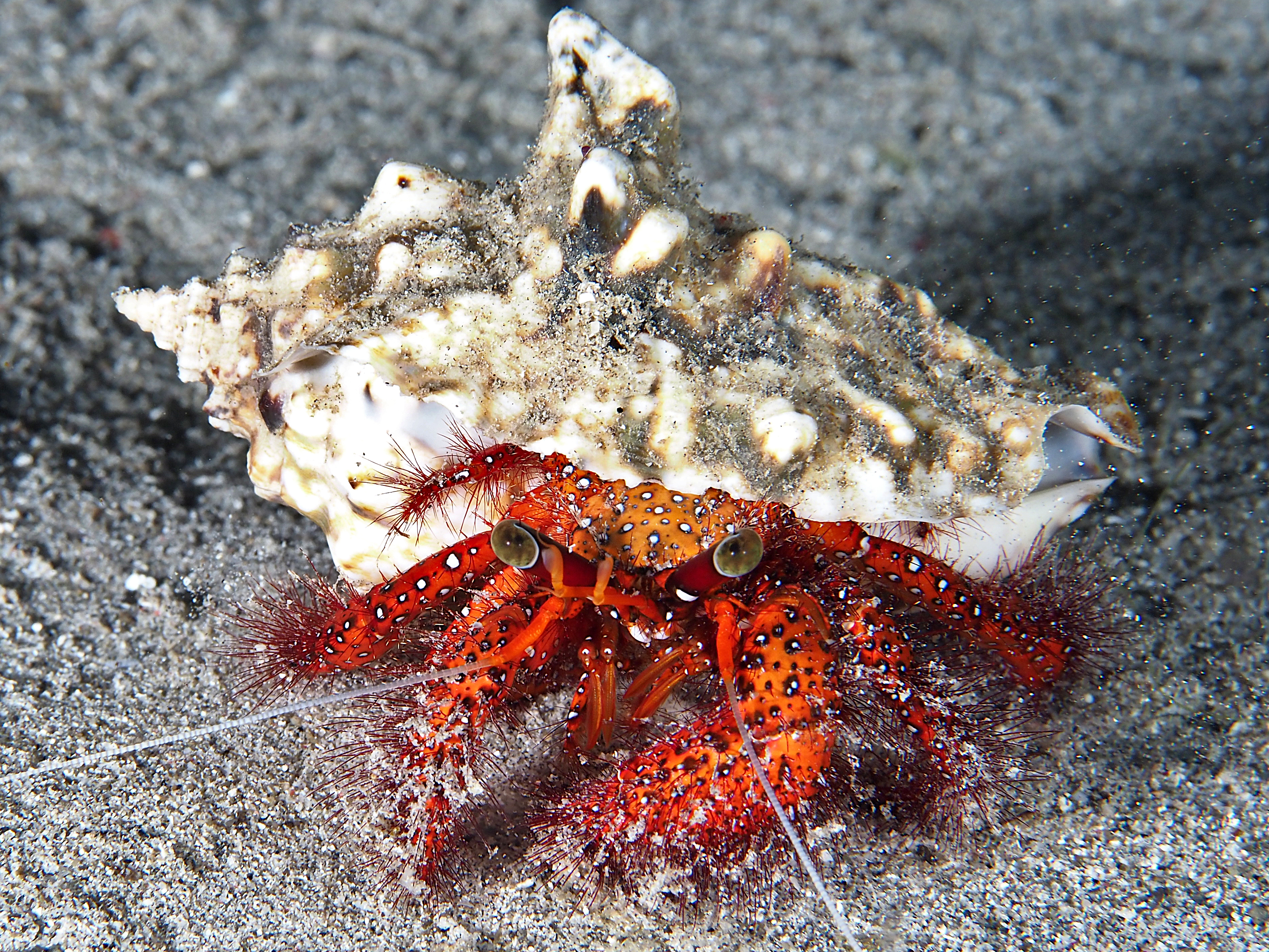 White-Spotted Hermit Crab - Dardanus megistos