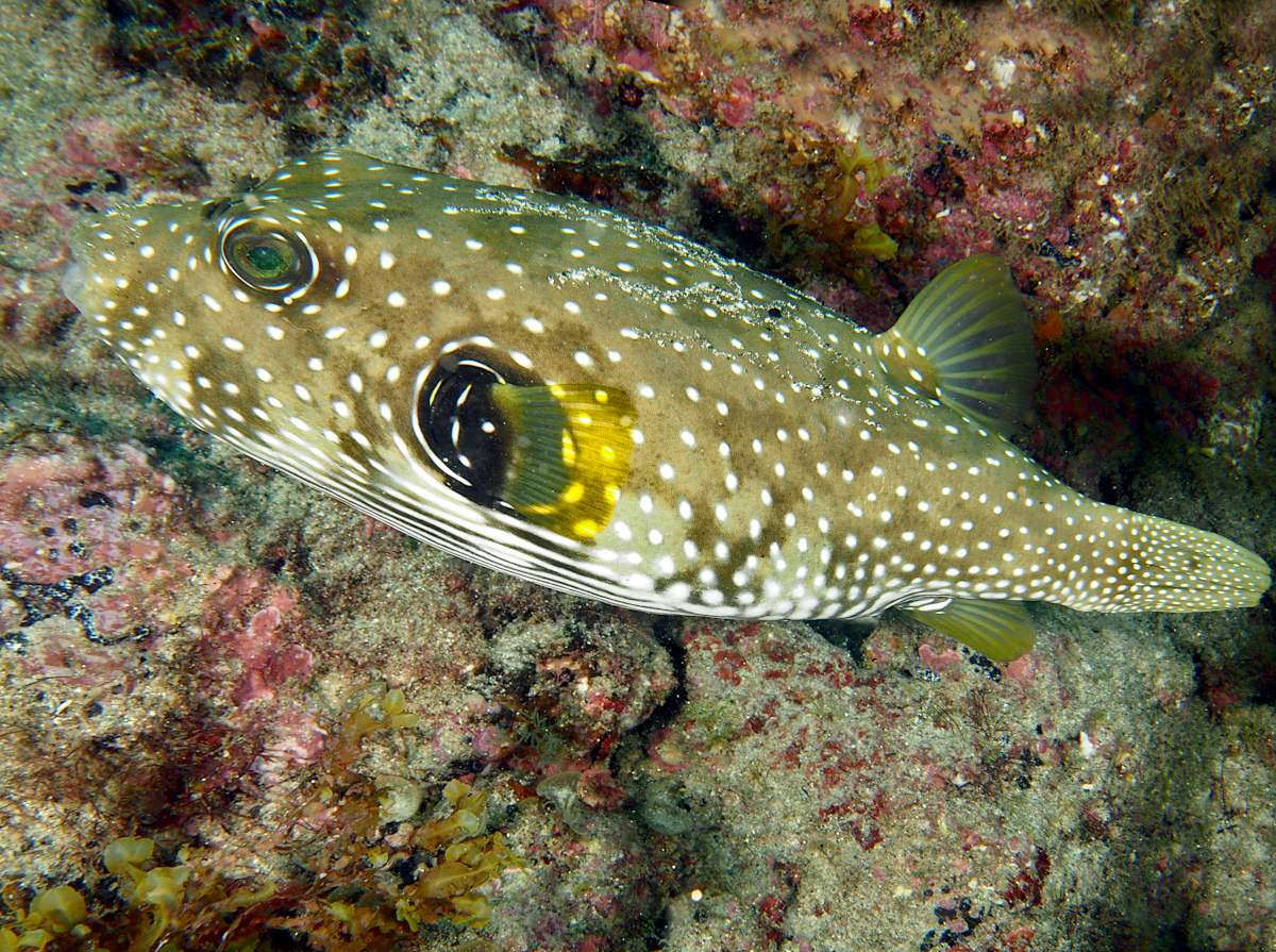 Whitespotted Puffer Arothron Hispidus Cabo San Lucas Mexico 