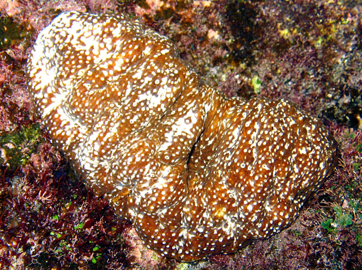 Whitespotted Sea Cucumber - Actinopyga varians