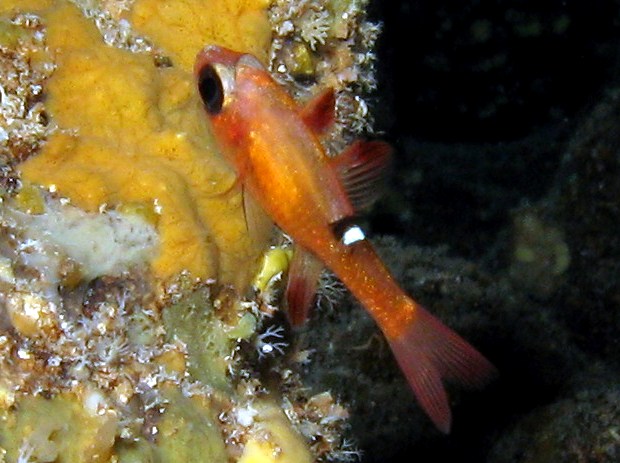 Whitestar Cardinalfish - Apogon lachneri