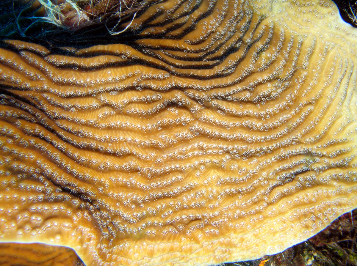 Whitestar Sheet Coral - Agaricia lamarcki