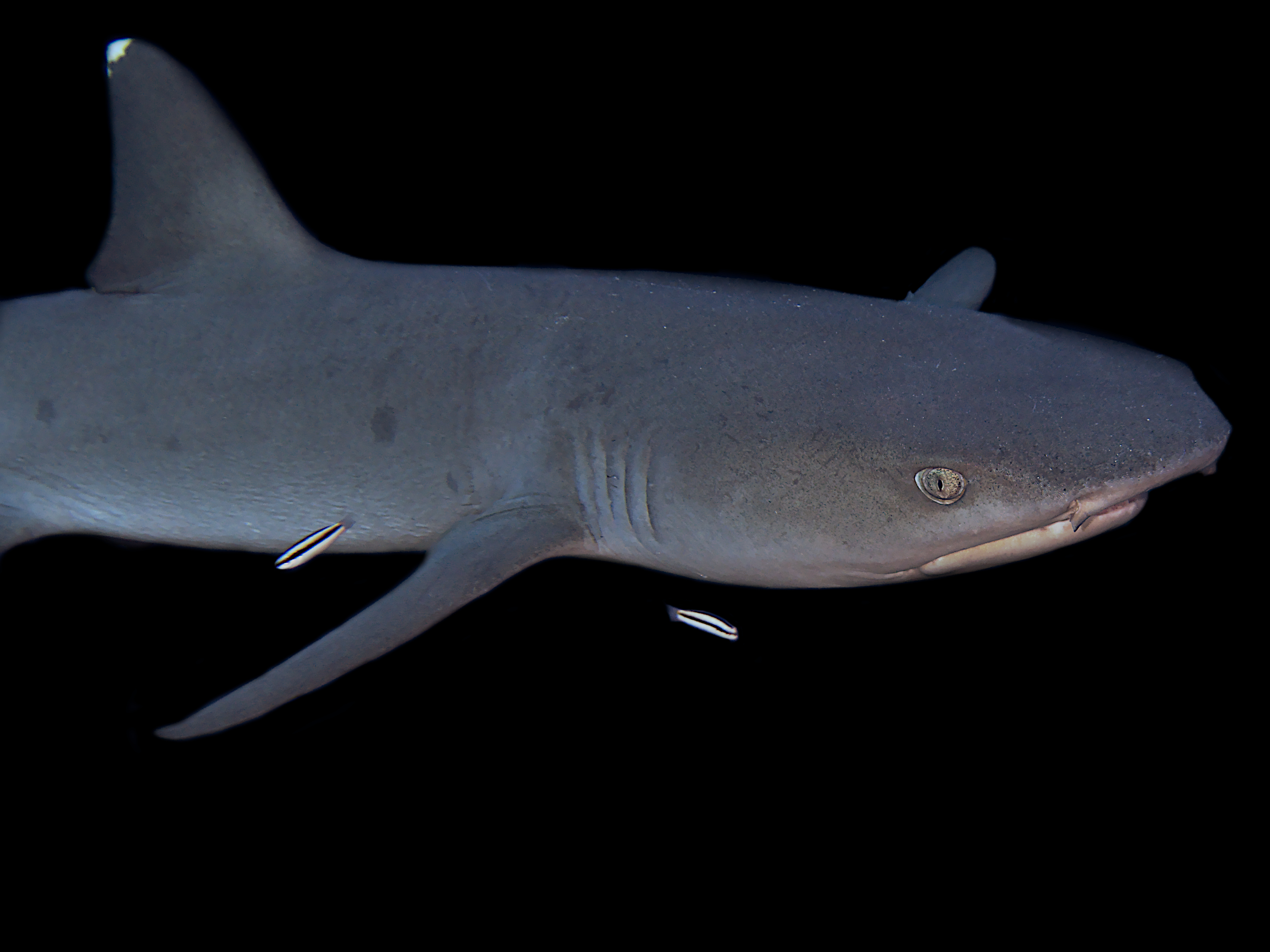 Whitetip Reef Shark - Triaenodon obesus