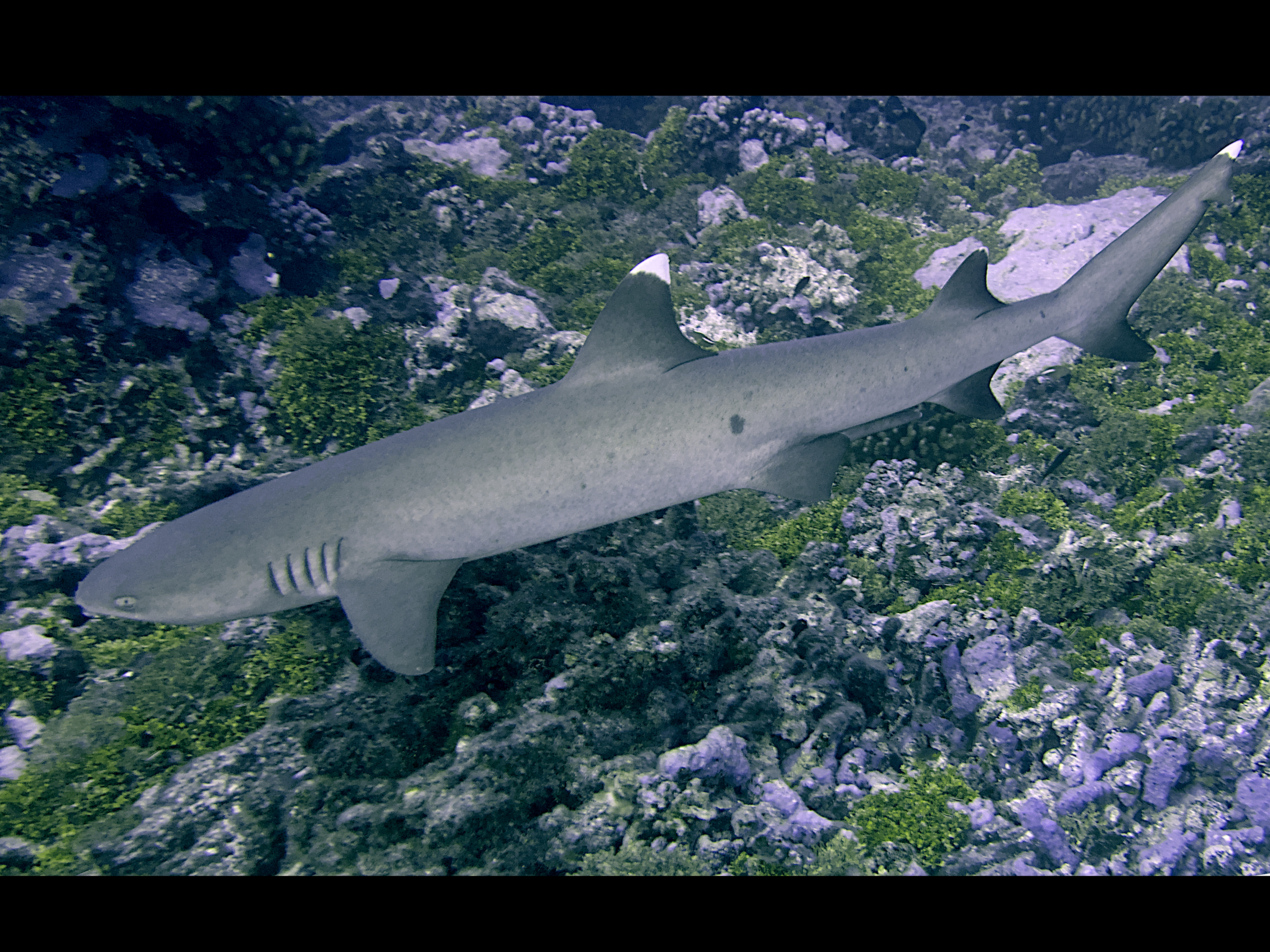 Whitetip Reef Shark - Triaenodon obesus