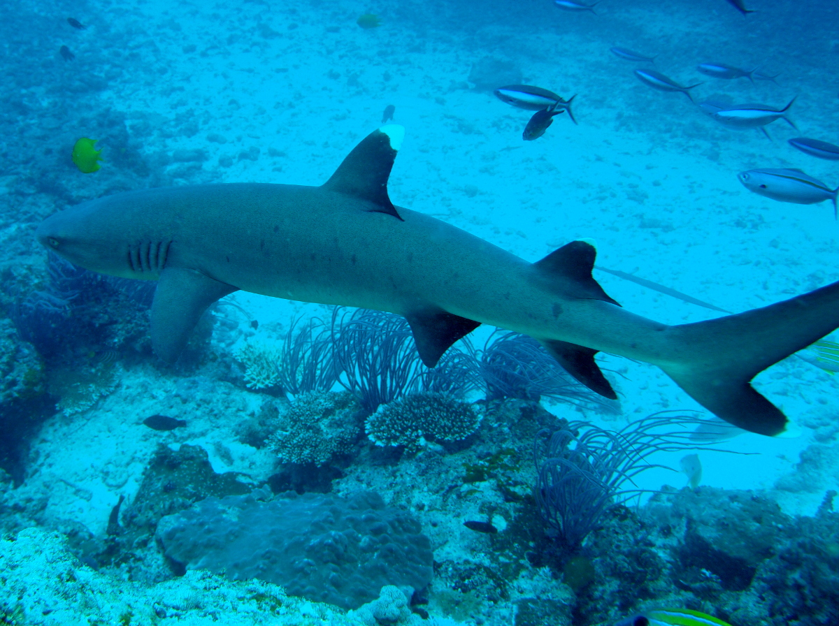 Whitetip Reef Shark - Triaenodon obesus