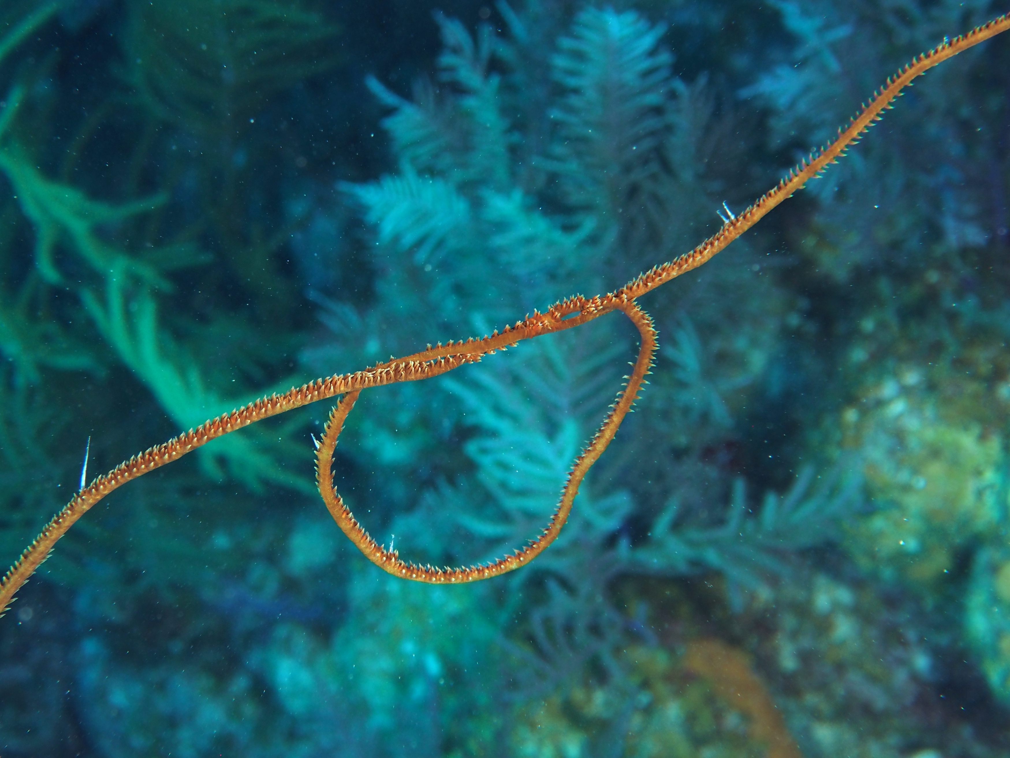 Wire Coral - Stichopathes luetkeni