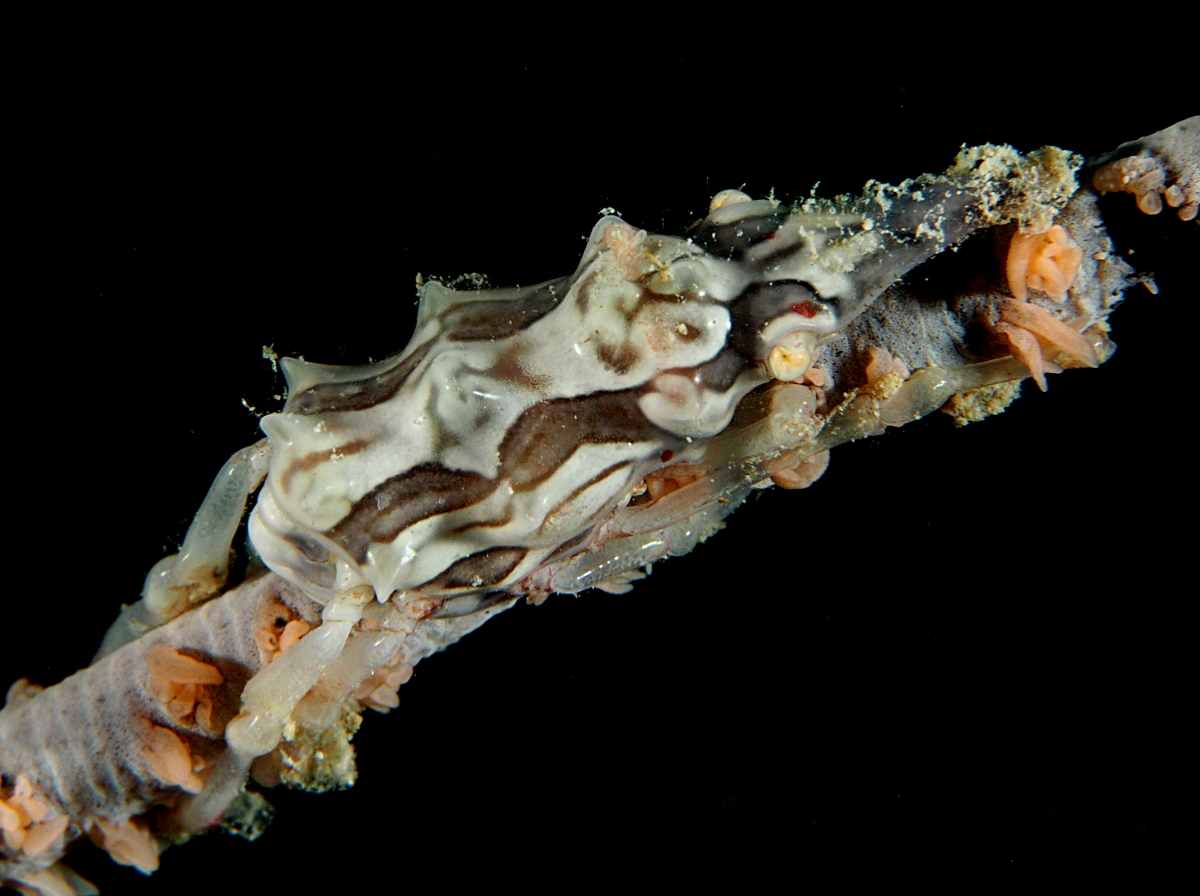 Wire Coral Crab - Xenocarcinus tuberculatus