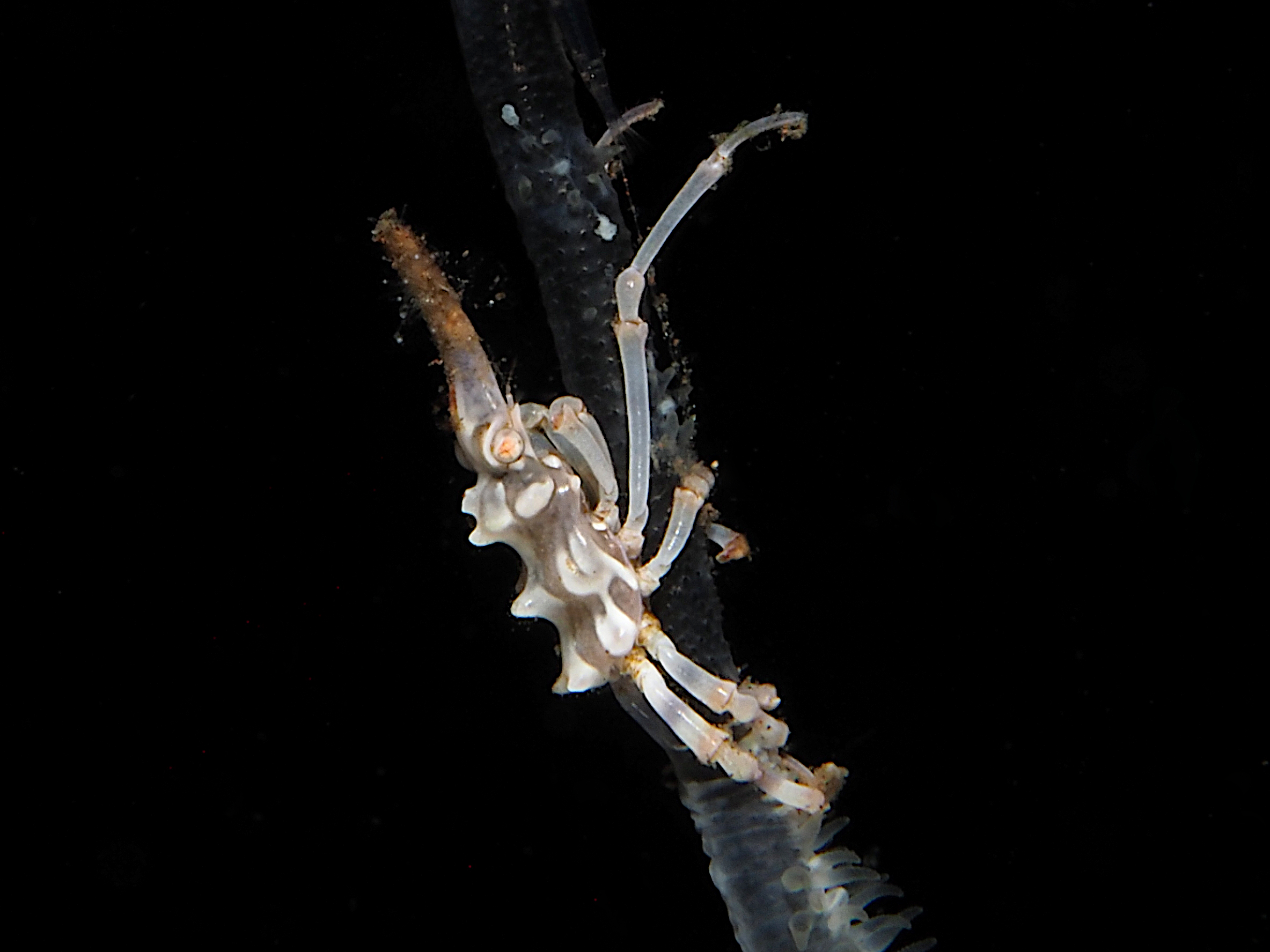 Wire Coral Crab - Xenocarcinus tuberculatus