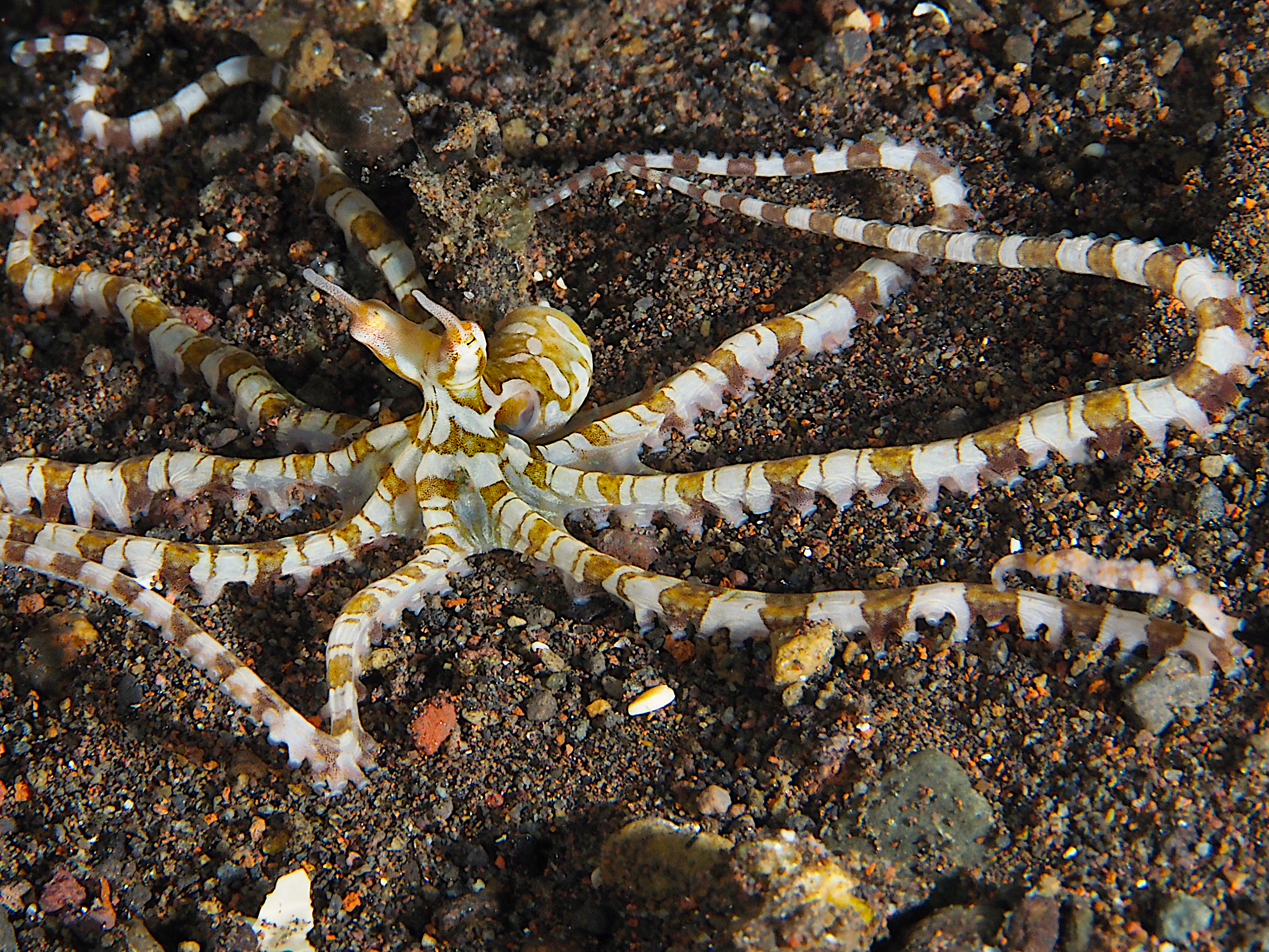 Wunderpus Octopus - Wunderpus photogenicus