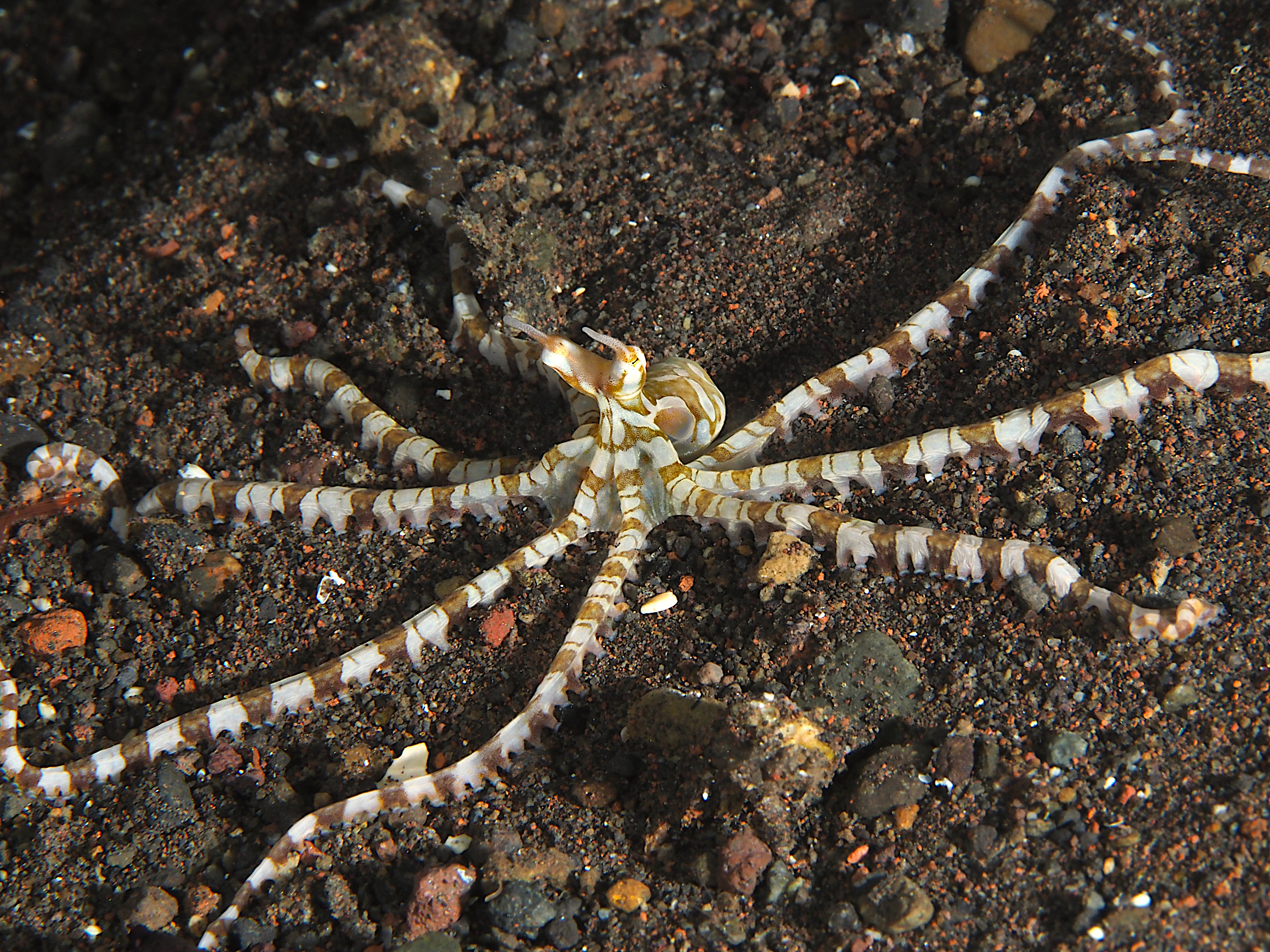 Wunderpus Octopus - Wunderpus photogenicus