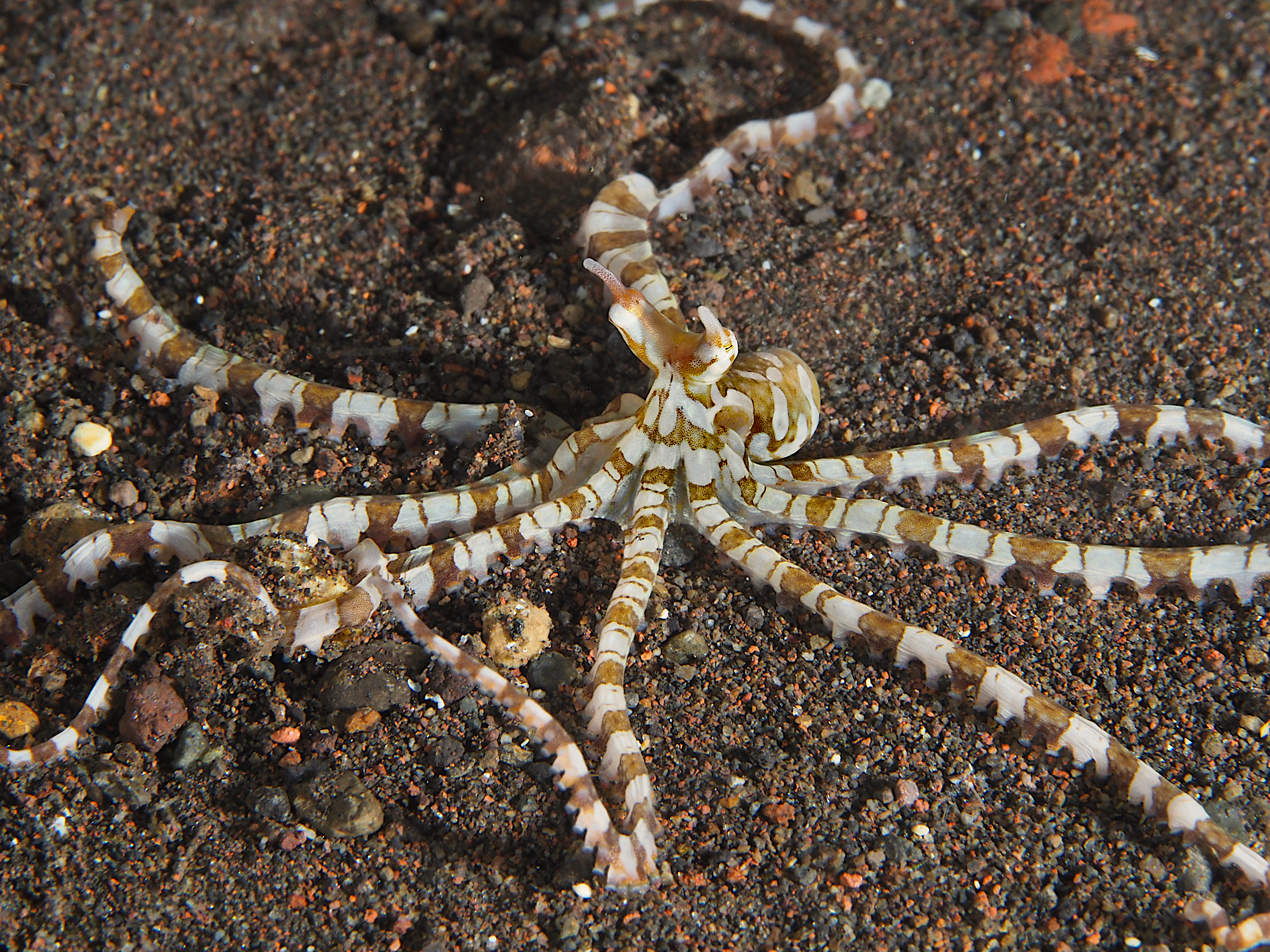 Wunderpus Octopus - Wunderpus photogenicus