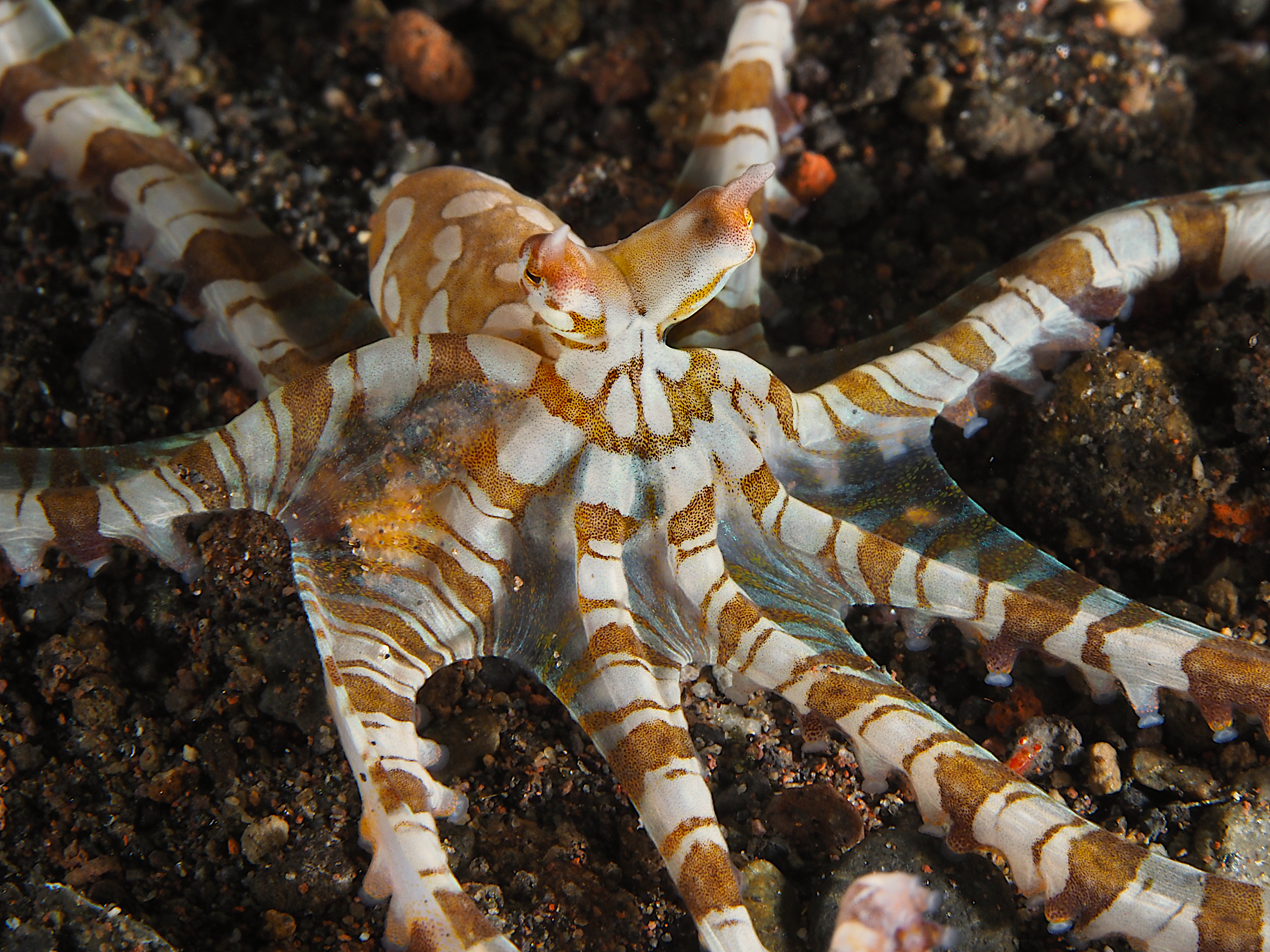 Wunderpus Octopus - Wunderpus photogenicus