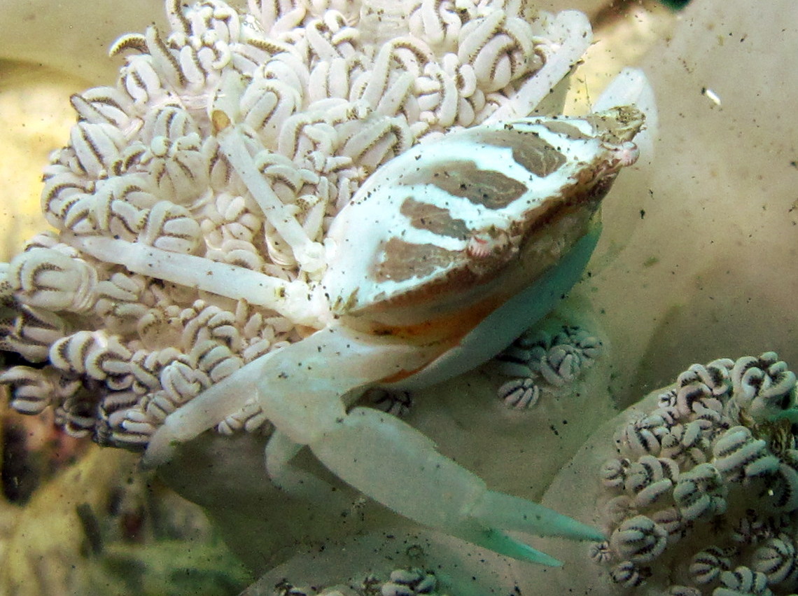 Xenia Swimming Crab - Caphyra sp. 1
