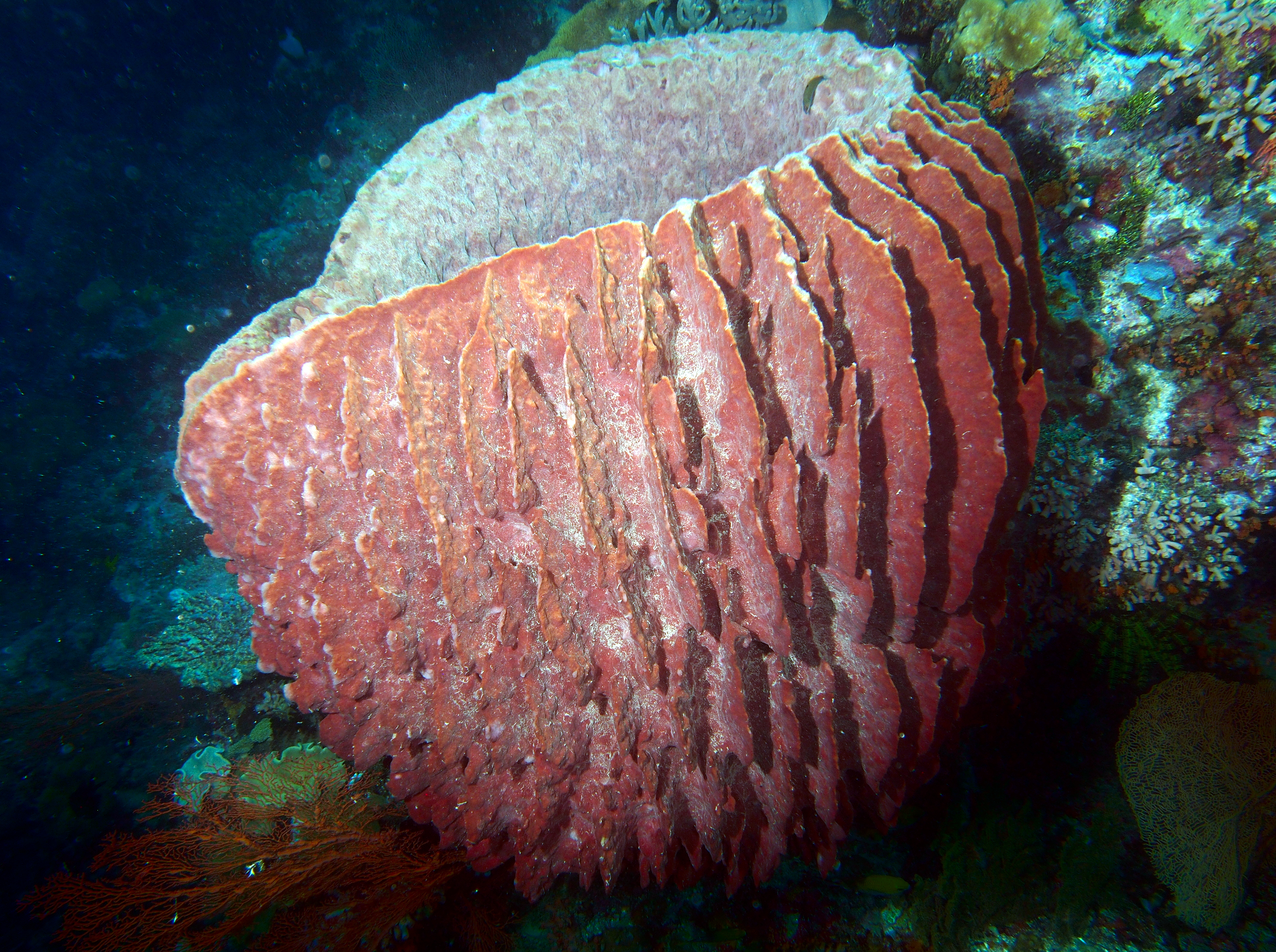 Barrel Sponge - Xestospongia testudinaria