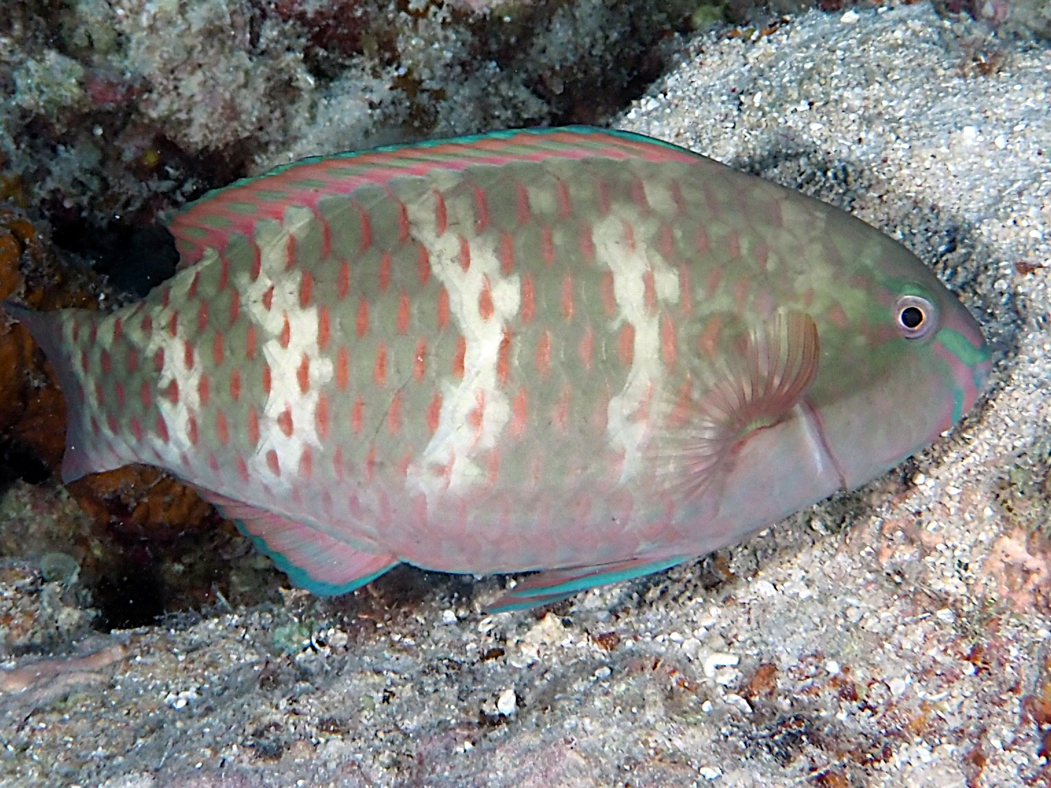 Yellowbar Parrotfish - Scarus schlegeli