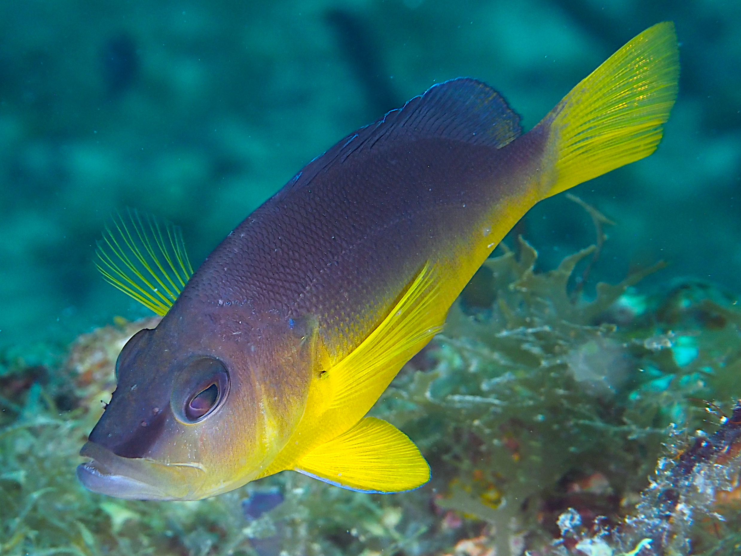 Yellowbelly Hamlet - Hypoplectrus aberrans
