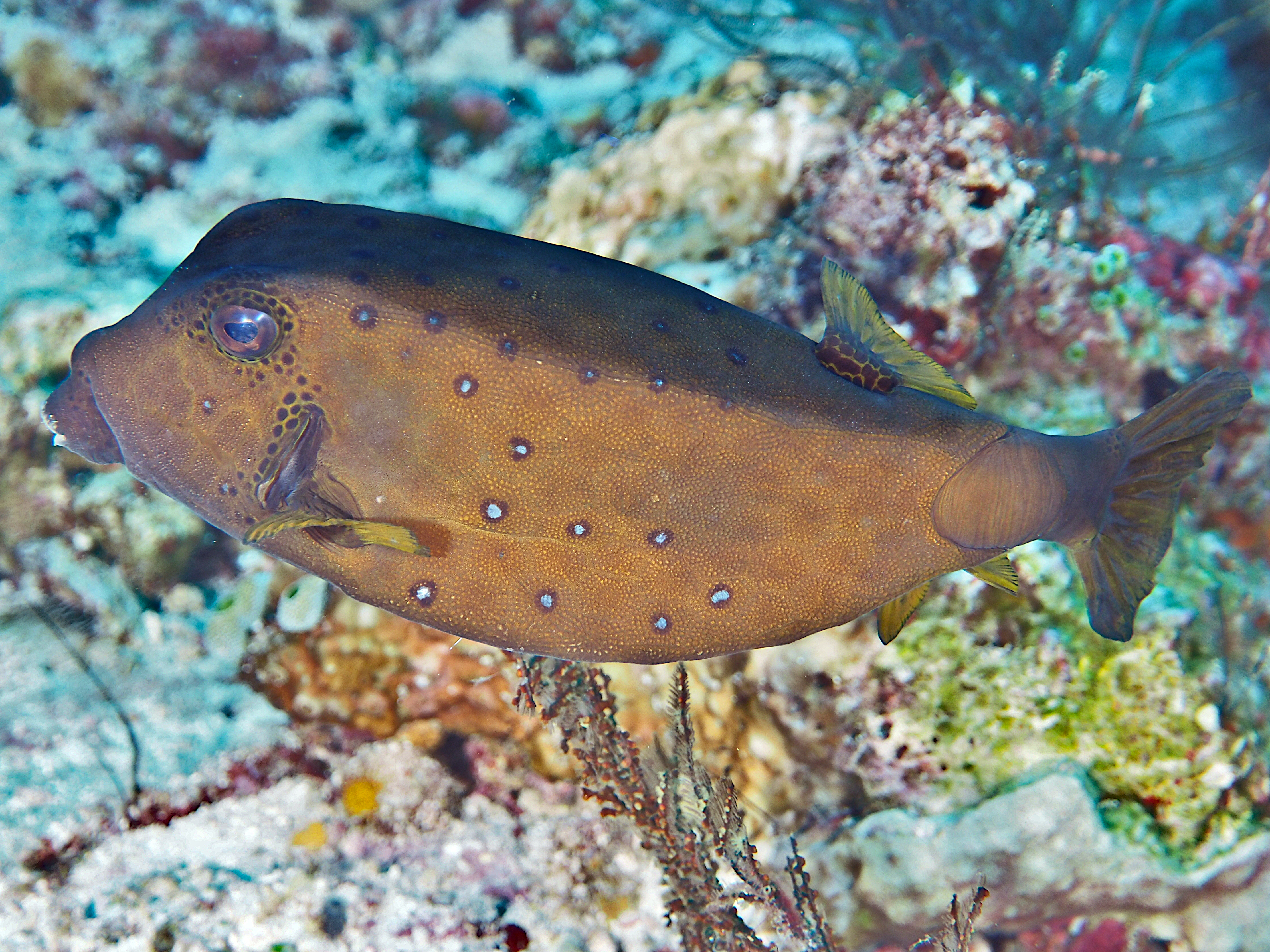 Yellow Boxfish - Ostracion cubicum